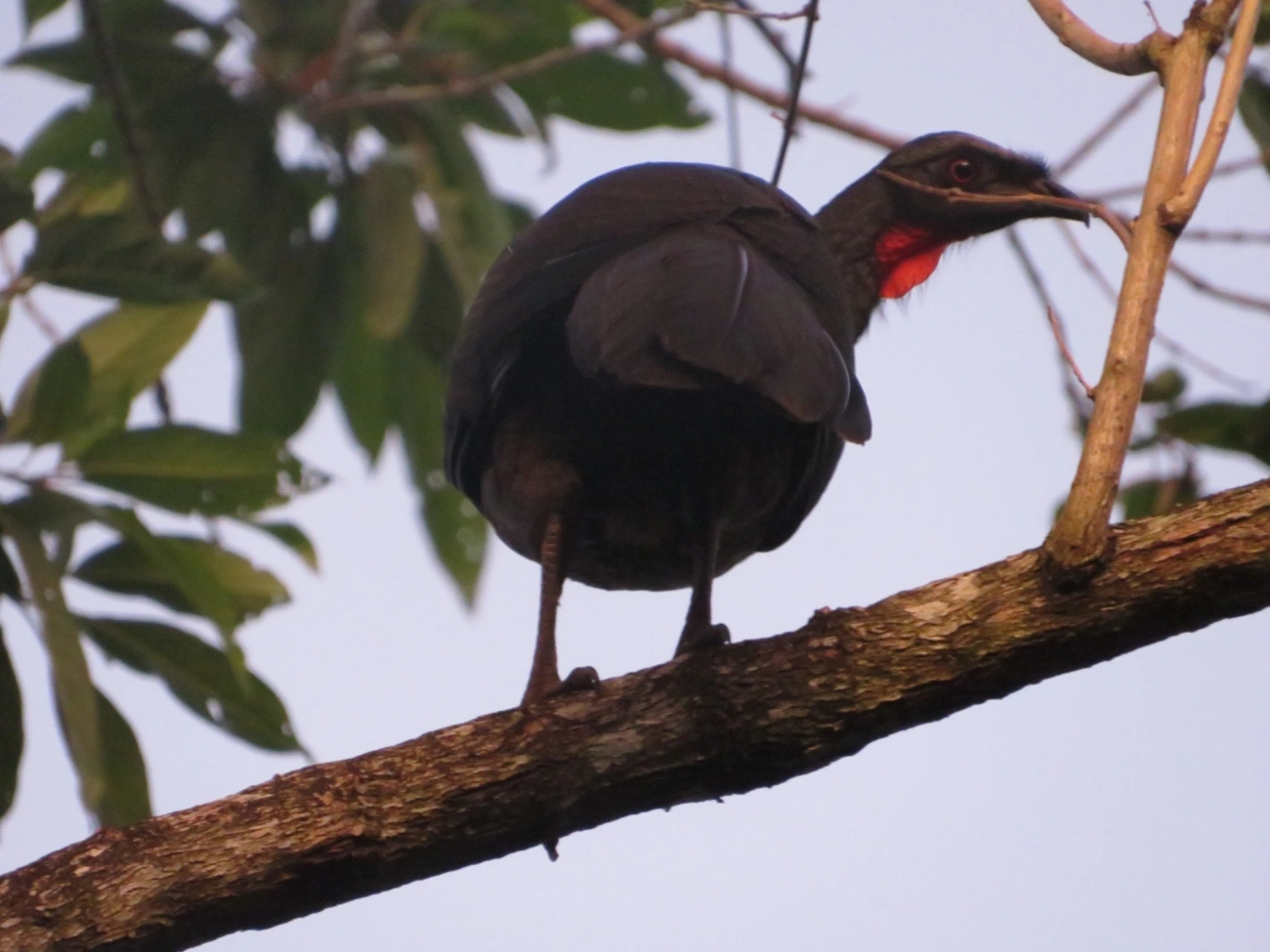 Jacuaçu (Penelope obscura), aves, fotografado em Maresias, São Sebastião