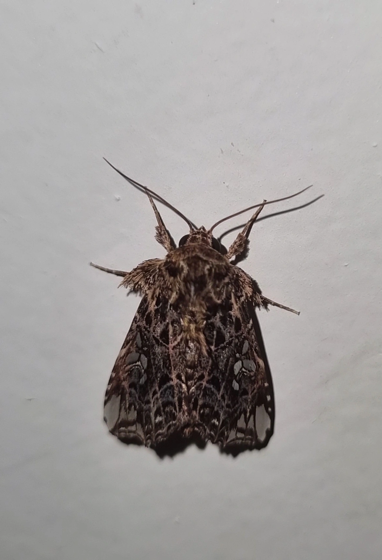 Argyrosticta, insetos, fotografado em Maresias, São Sebastião