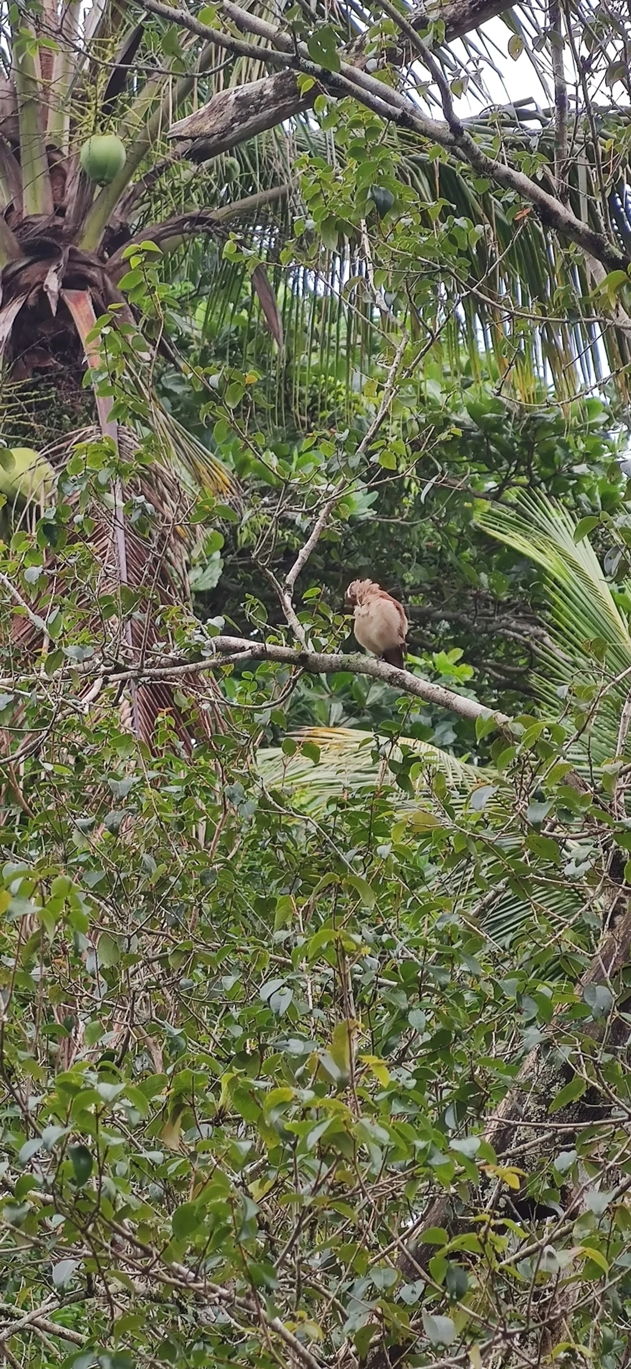Casaca-de-Couro-da-Lama (Furnarius figulus), aves, fotografado em Maresias, São Sebastião