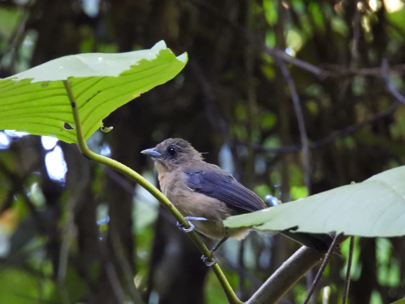 Tiê-de-topete (Trichothraupis melanops), aves, fotografado em Queluz