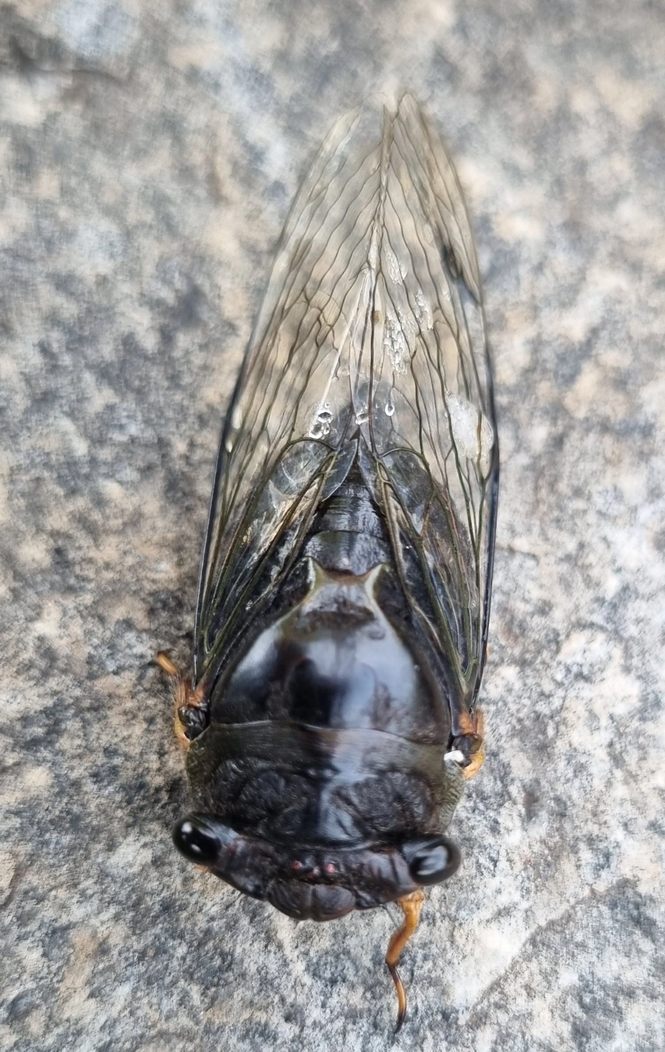 Cigarras típicas (Cicadidae), insetos, fotografado em Itu