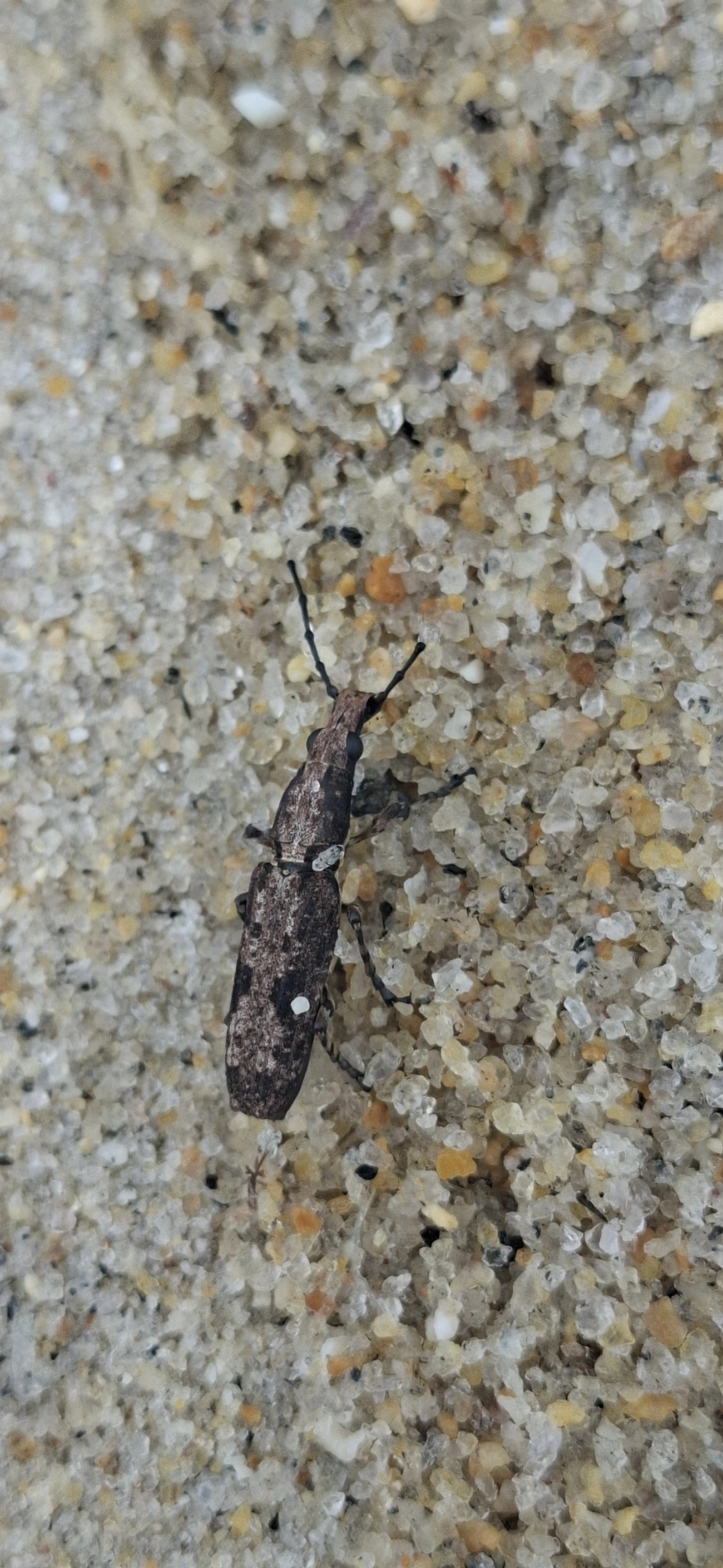 Ptychoderes, insetos, fotografado em São Sebastião