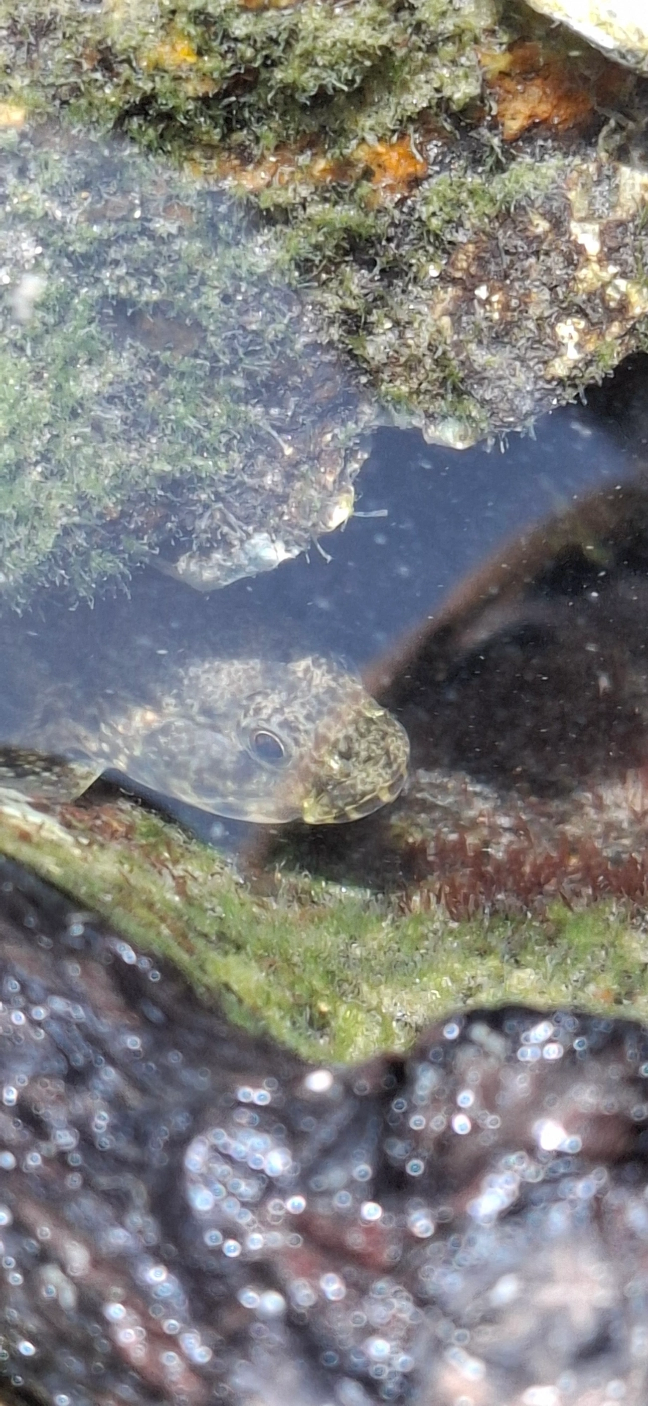 Bathygobius, peixes, fotografado em Maresias, São Sebastião