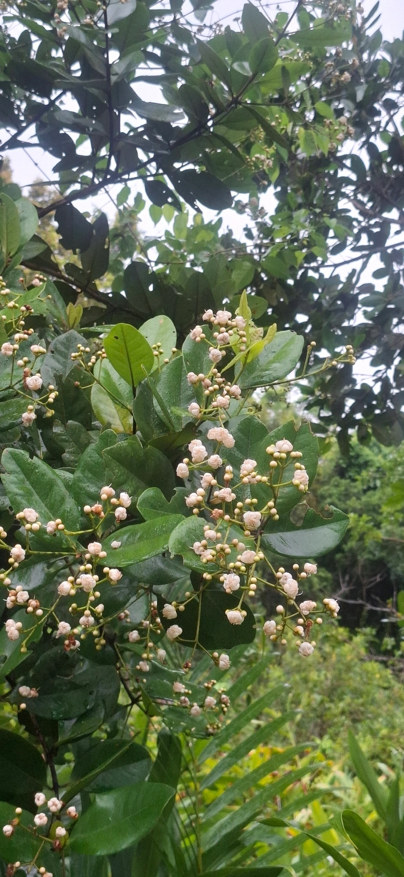 Goiabeiras (Myrteae), plantas, fotografado em Maresias, São Sebastião
