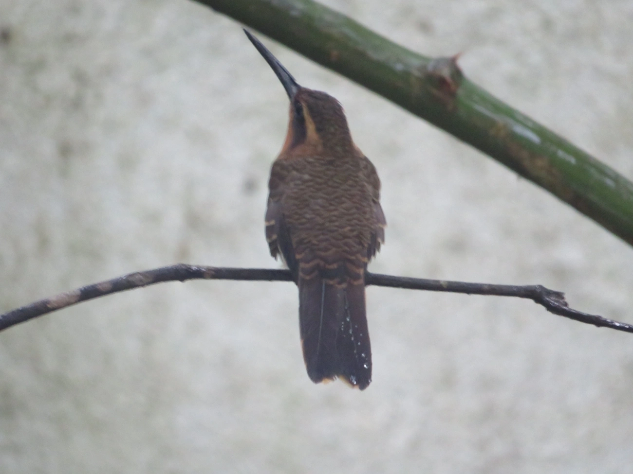 Beija-flor-do-mato (Ramphodon naevius), aves, fotografado em São Sebastião