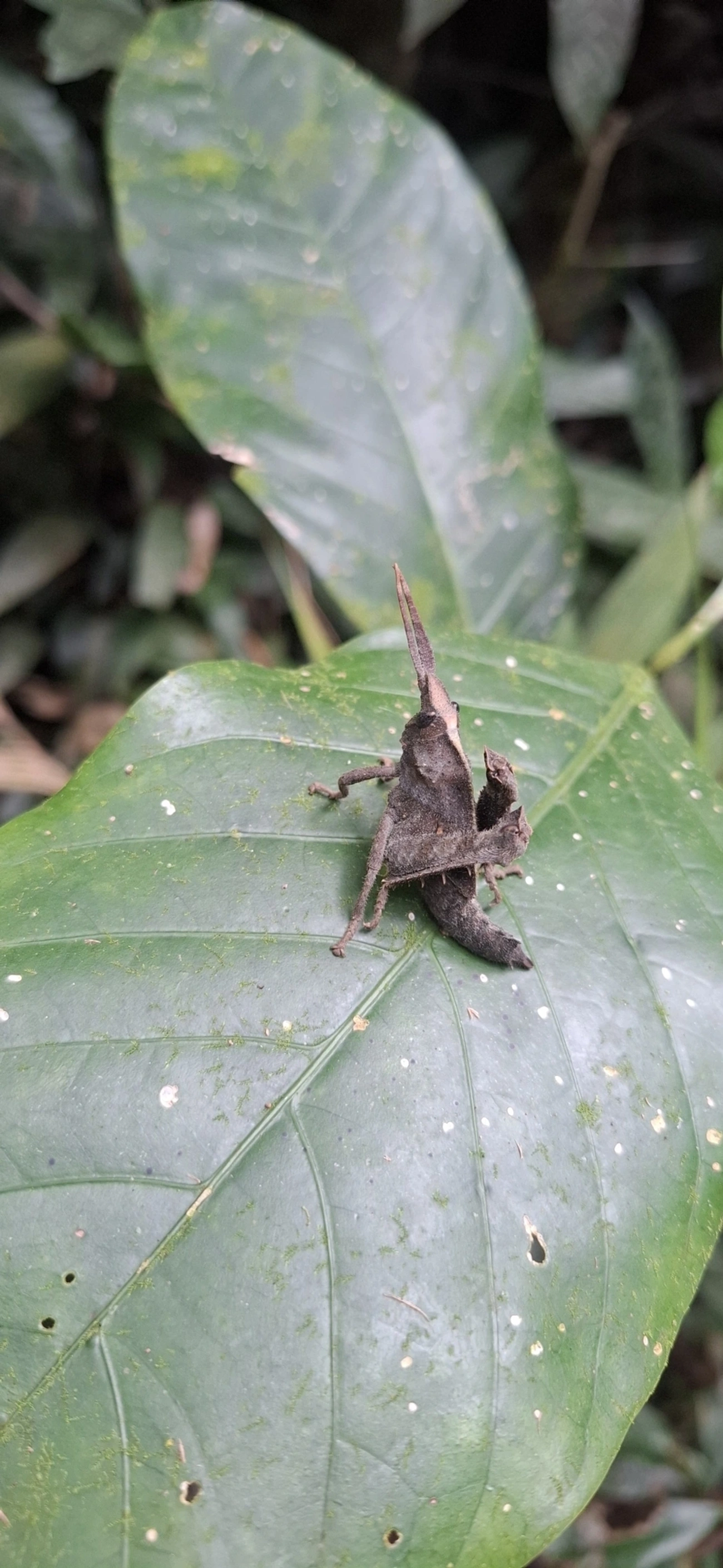 Procolpia, insetos, fotografado em Enxovas, Ilhabela