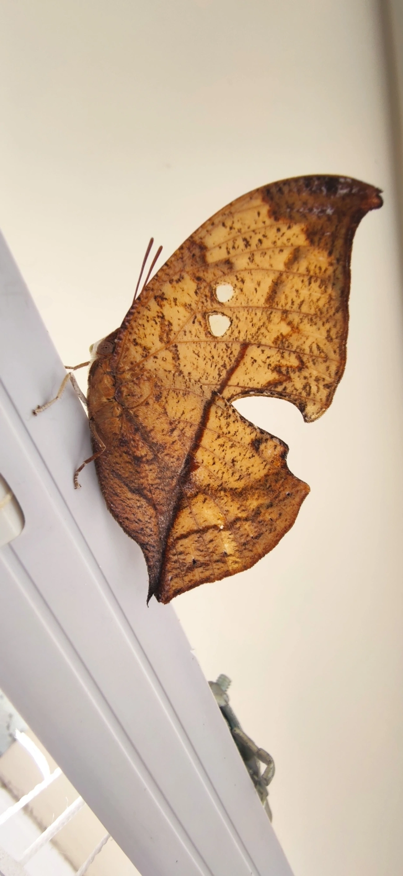 Borboleta-folha (Zaretis strigosus), insetos, fotografado em Maresias, São Sebastião
