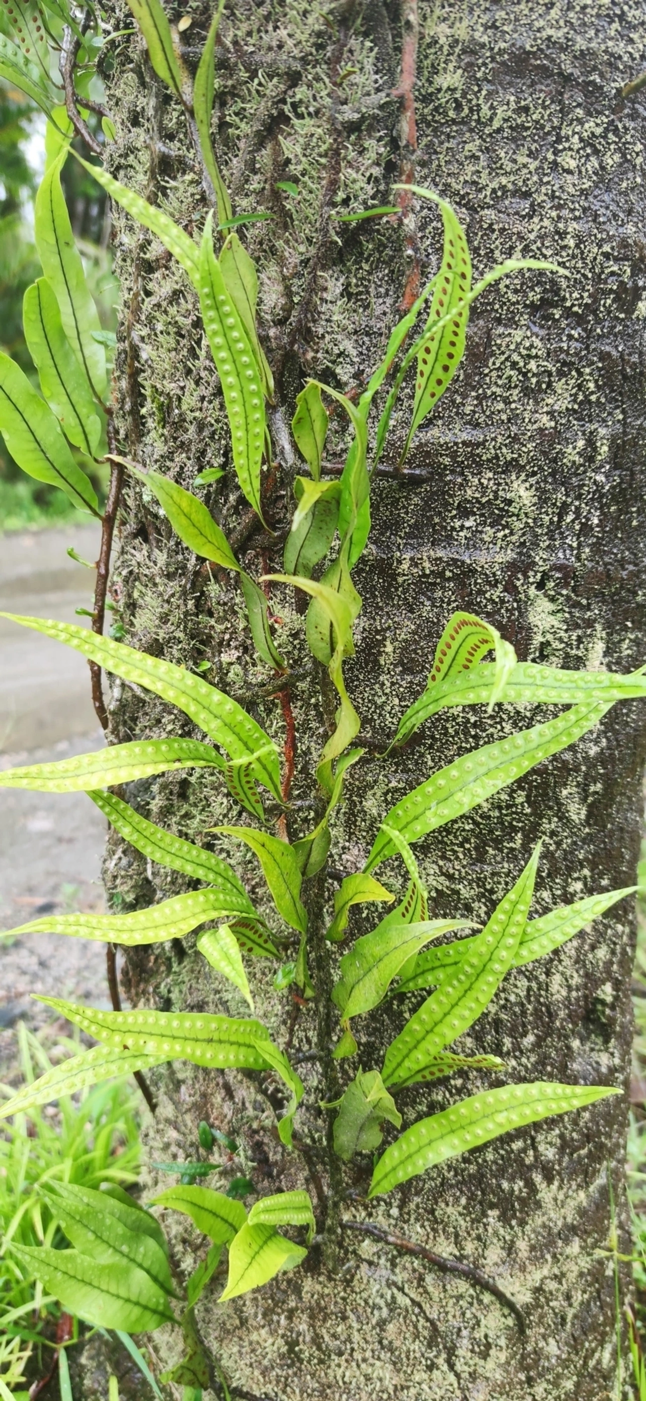Pleopeltis macrocarpa, plantas, fotografado em Maresias, São Sebastião
