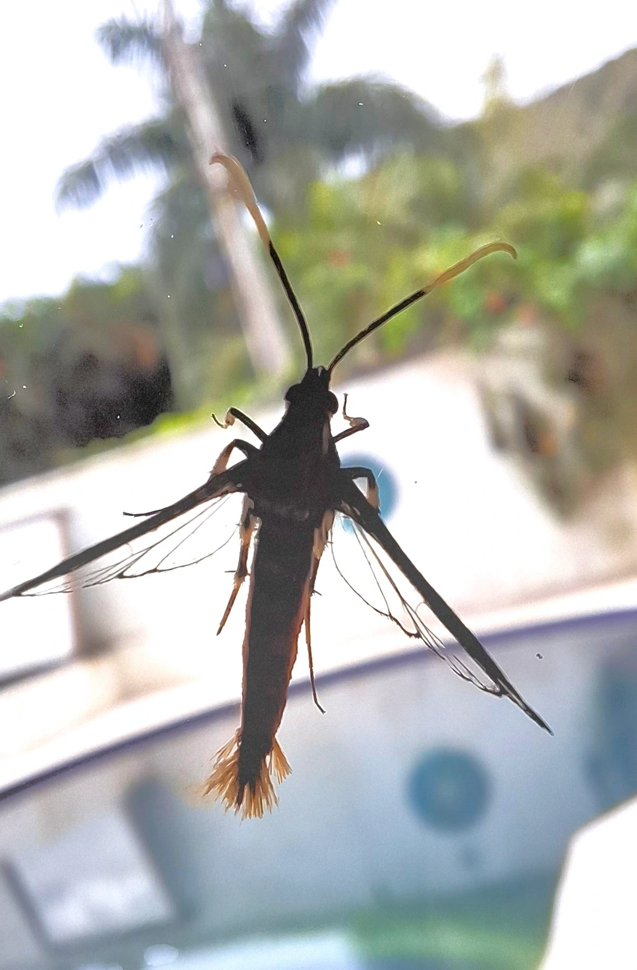 Loxophlebia, insetos, fotografado em Maresias, São Sebastião