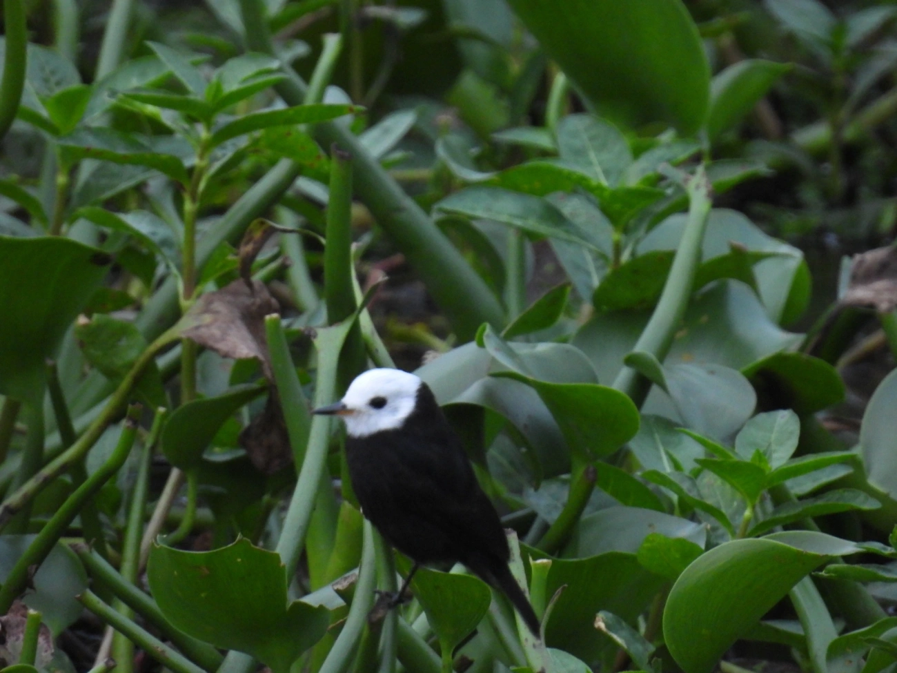 Freirinha (Arundinicola leucocephala), aves, fotografado em Centro, Caraguatatuba
