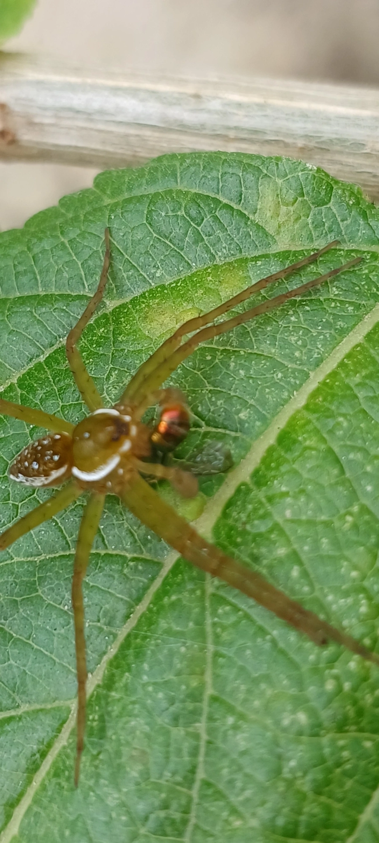 Thaumasia, aracnídeos, fotografado em Maresias, São Sebastião
