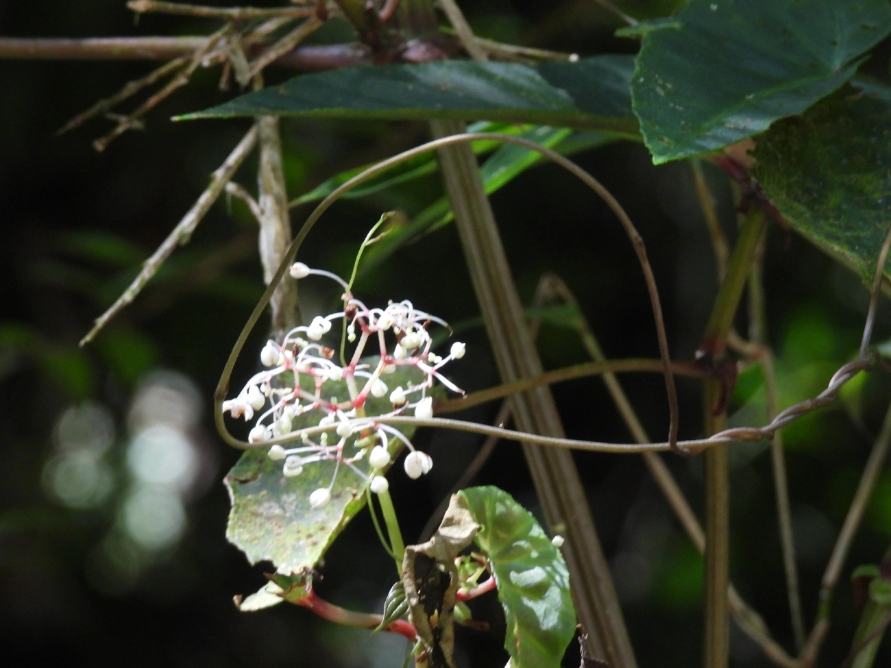 Begônias (Begonia), plantas, fotografado em Queluz