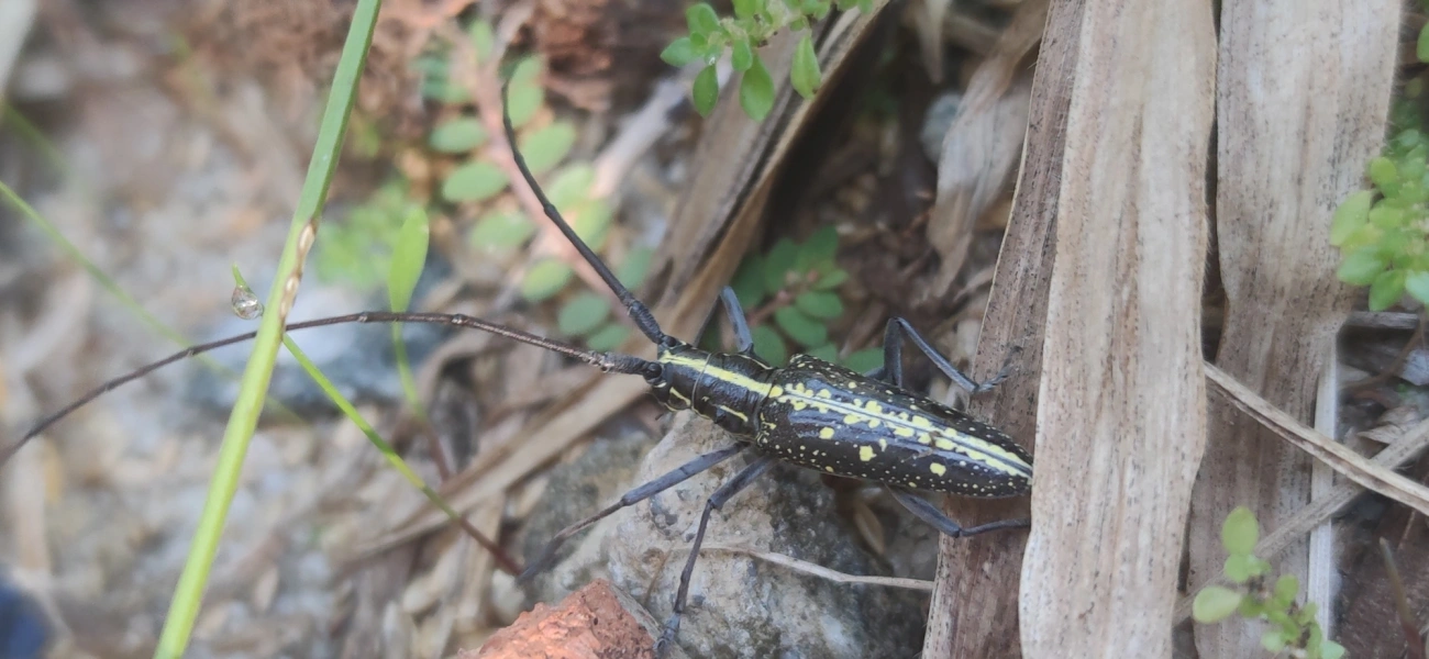 Serra-pau (Taeniotes amazonum), insetos, fotografado em Maresias, São Sebastião
