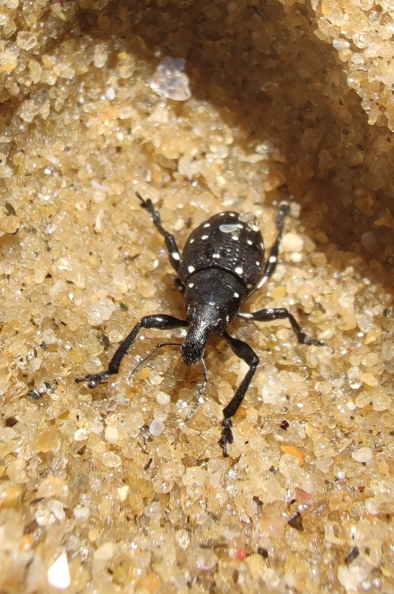 Lordops, insetos, fotografado em Maresias, São Sebastião