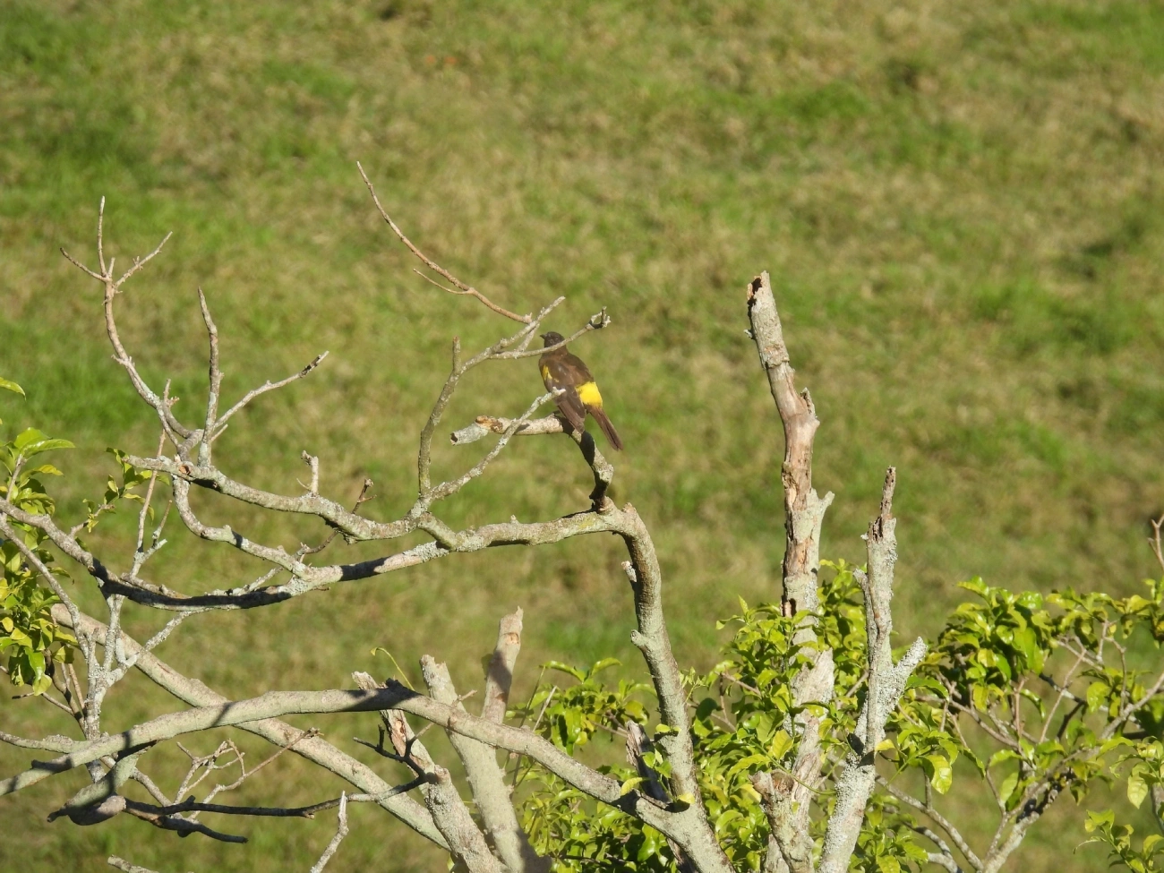 Pássaro-preto-soldado (Pseudoleistes guirahuro), aves, fotografado em Queluz