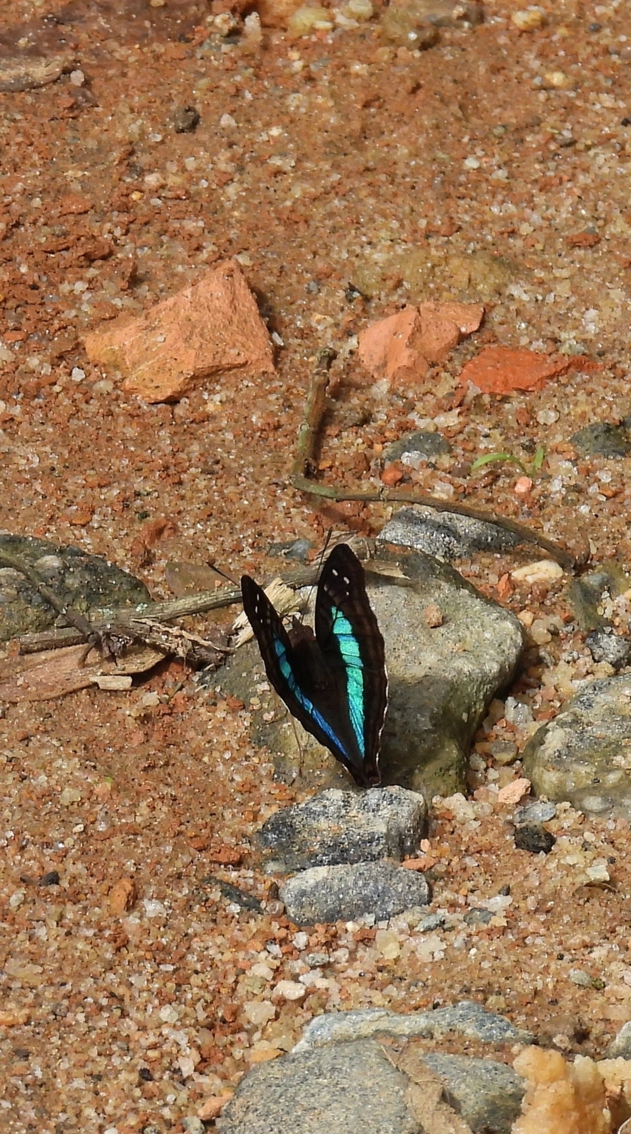 Mal Casados (Doxocopa laurentia), insetos, fotografado em Queluz