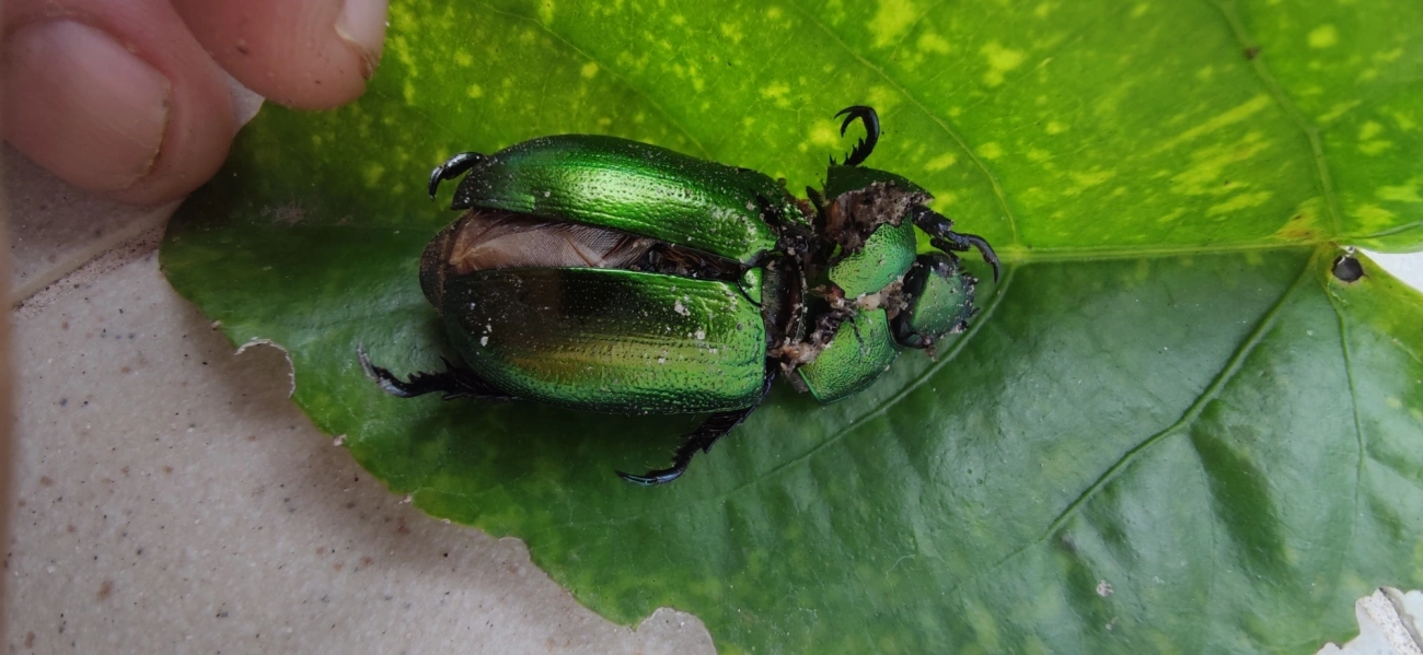 Pelidnota cyanipes, insetos, fotografado em Maresias, São Sebastião