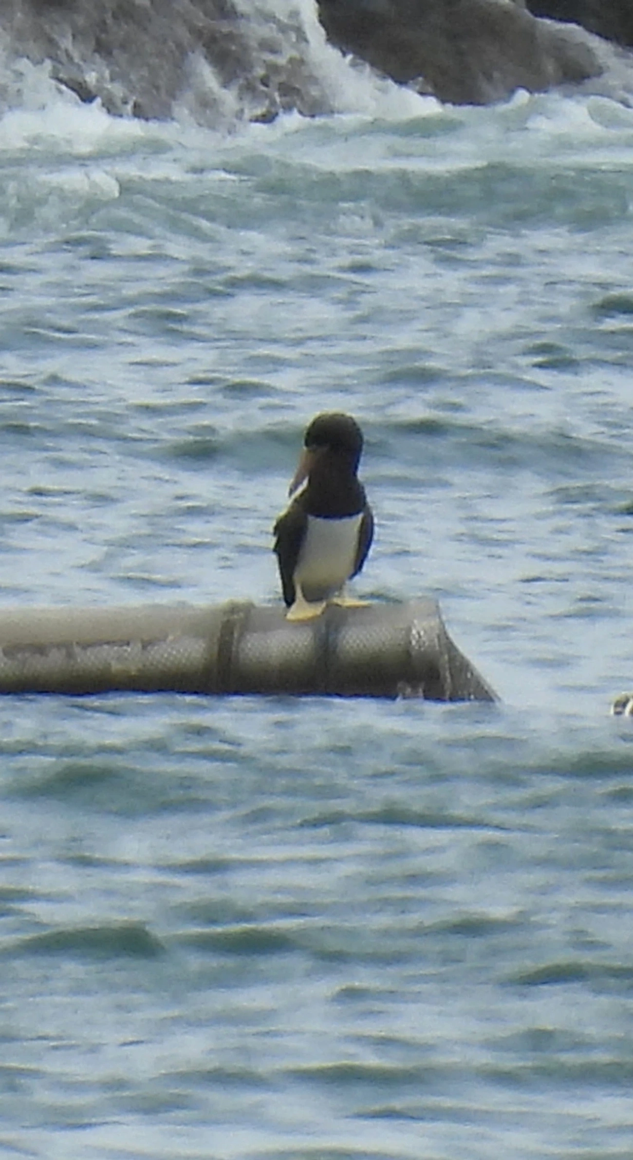 Atobá-pardo (Sula leucogaster), aves, fotografado em Maresias, São Sebastião