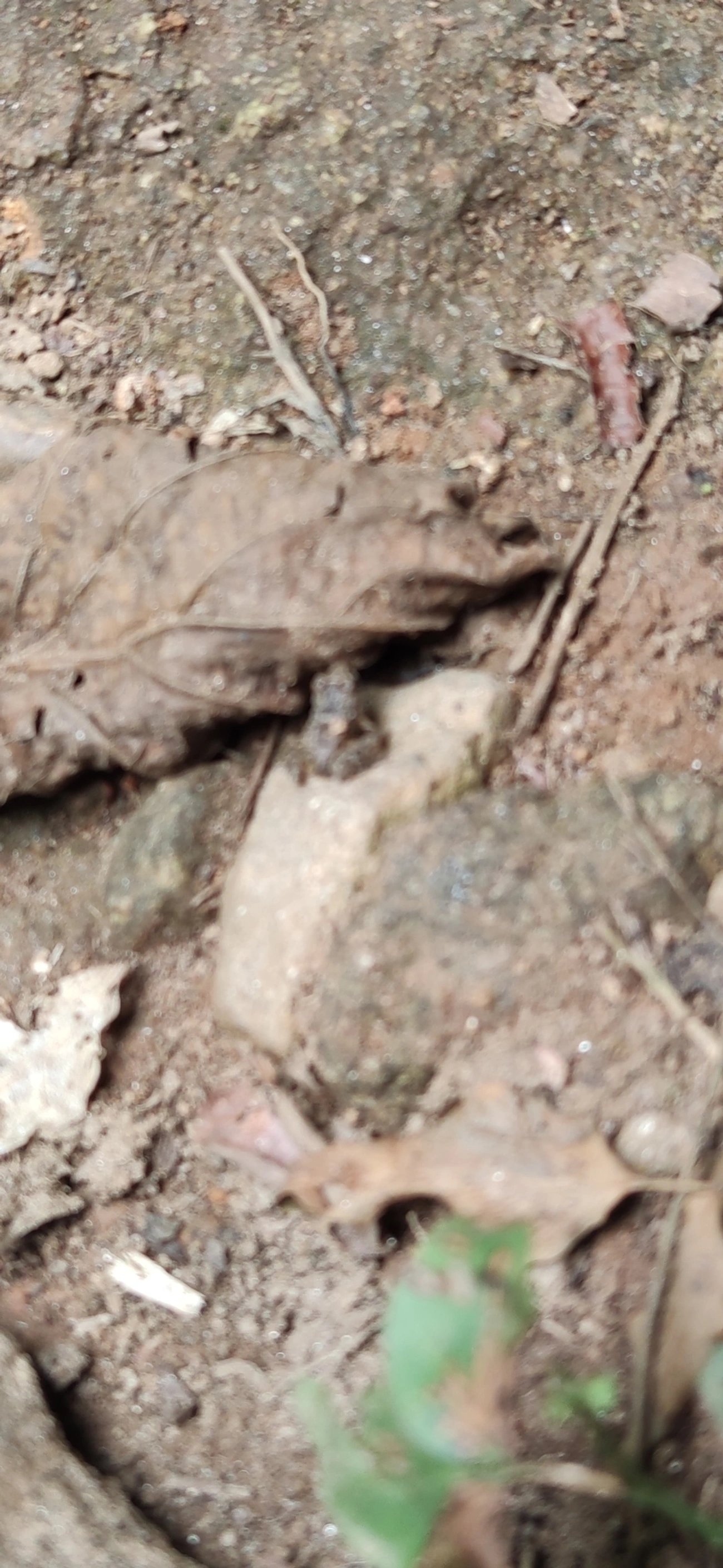 Rã-de-pedra (Thoropa taophora), anfíbios, fotografado em Maresias, São Sebastião