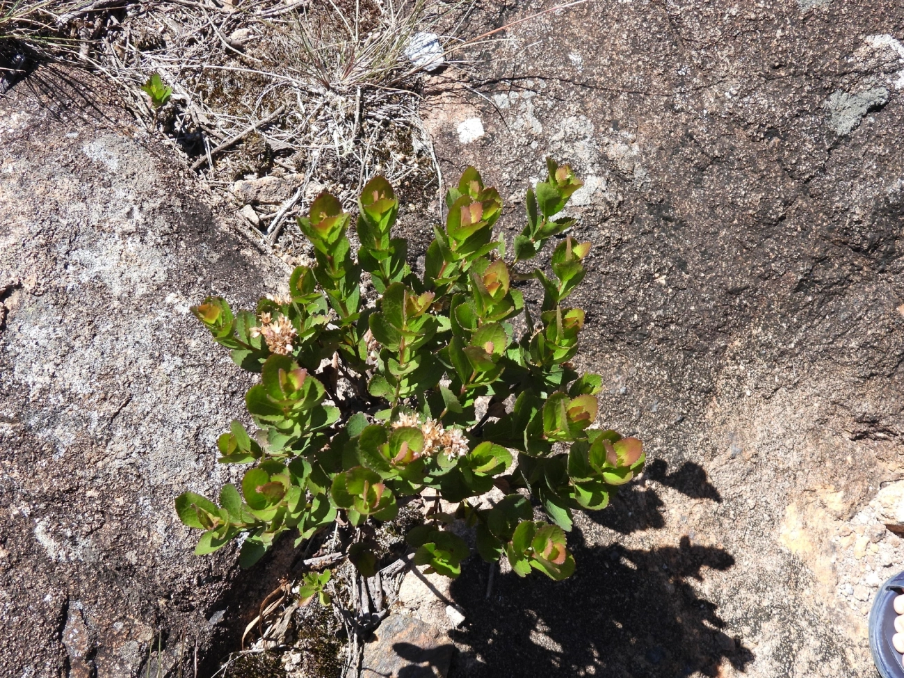 Plantas (Plantae), plantas, fotografado em Engenheiro Passos