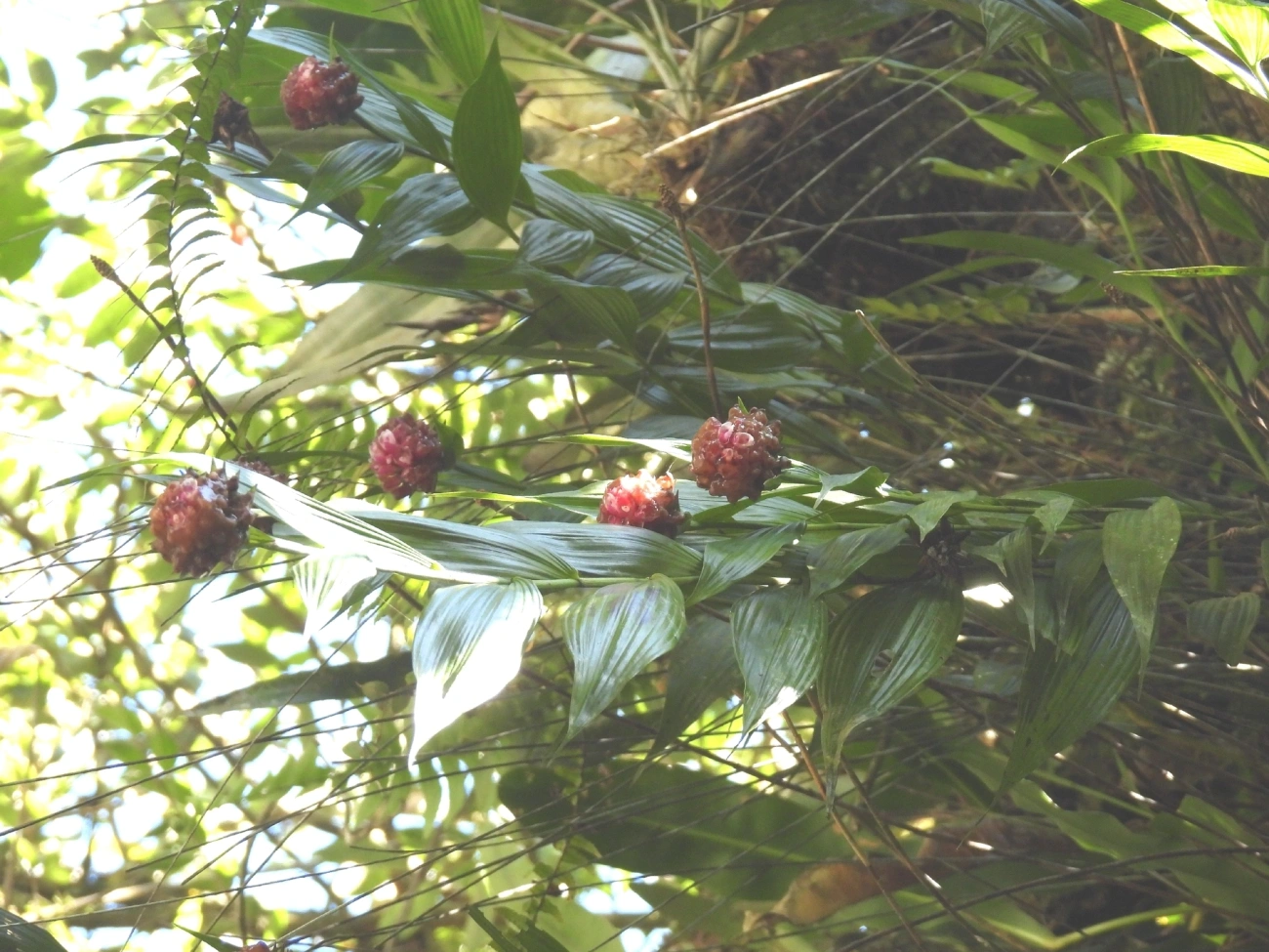 Elleanthus brasiliensis, plantas, fotografado em Queluz