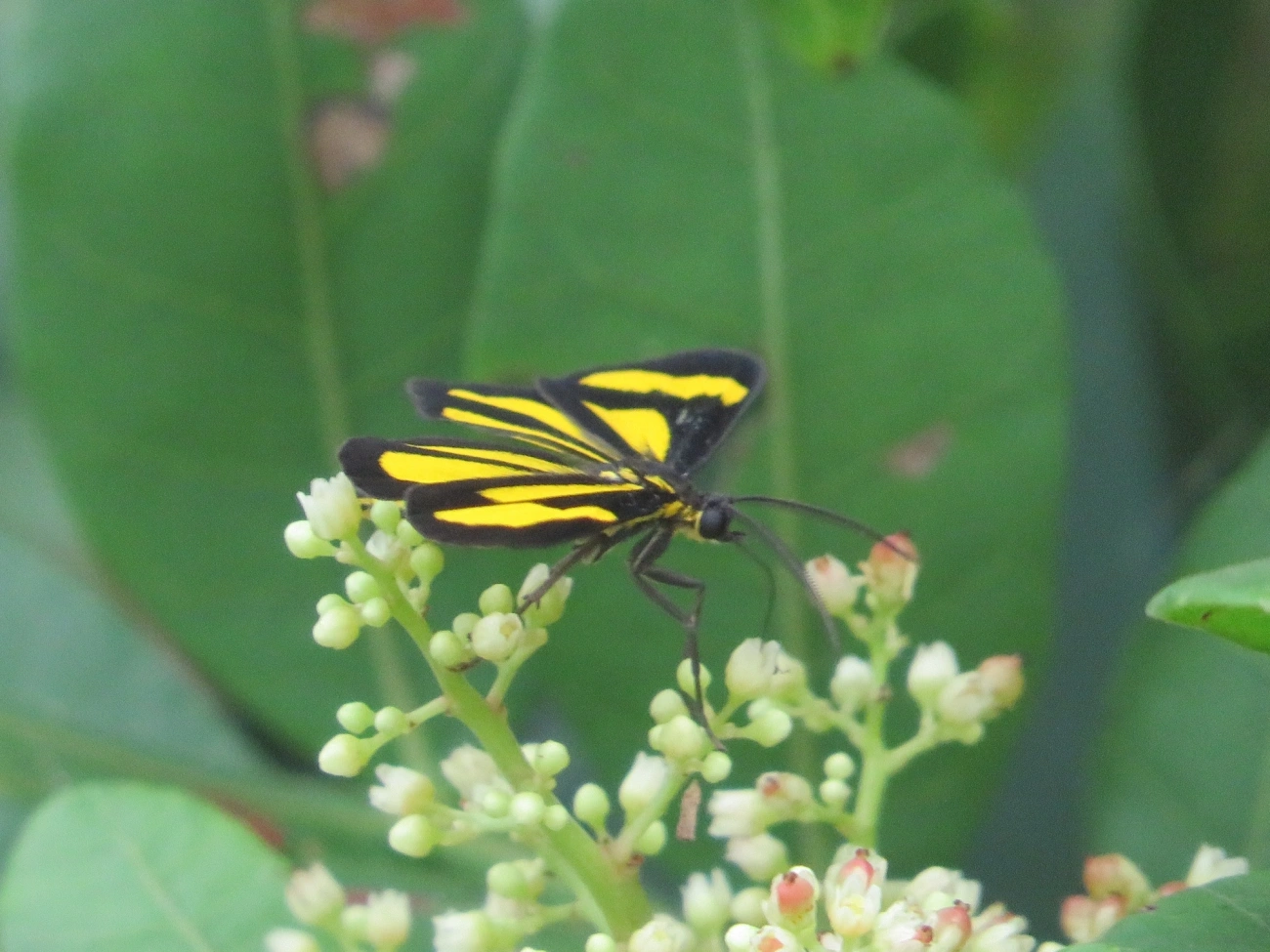 Cyllopoda claudicula, insetos, fotografado em Maresias, São Sebastião