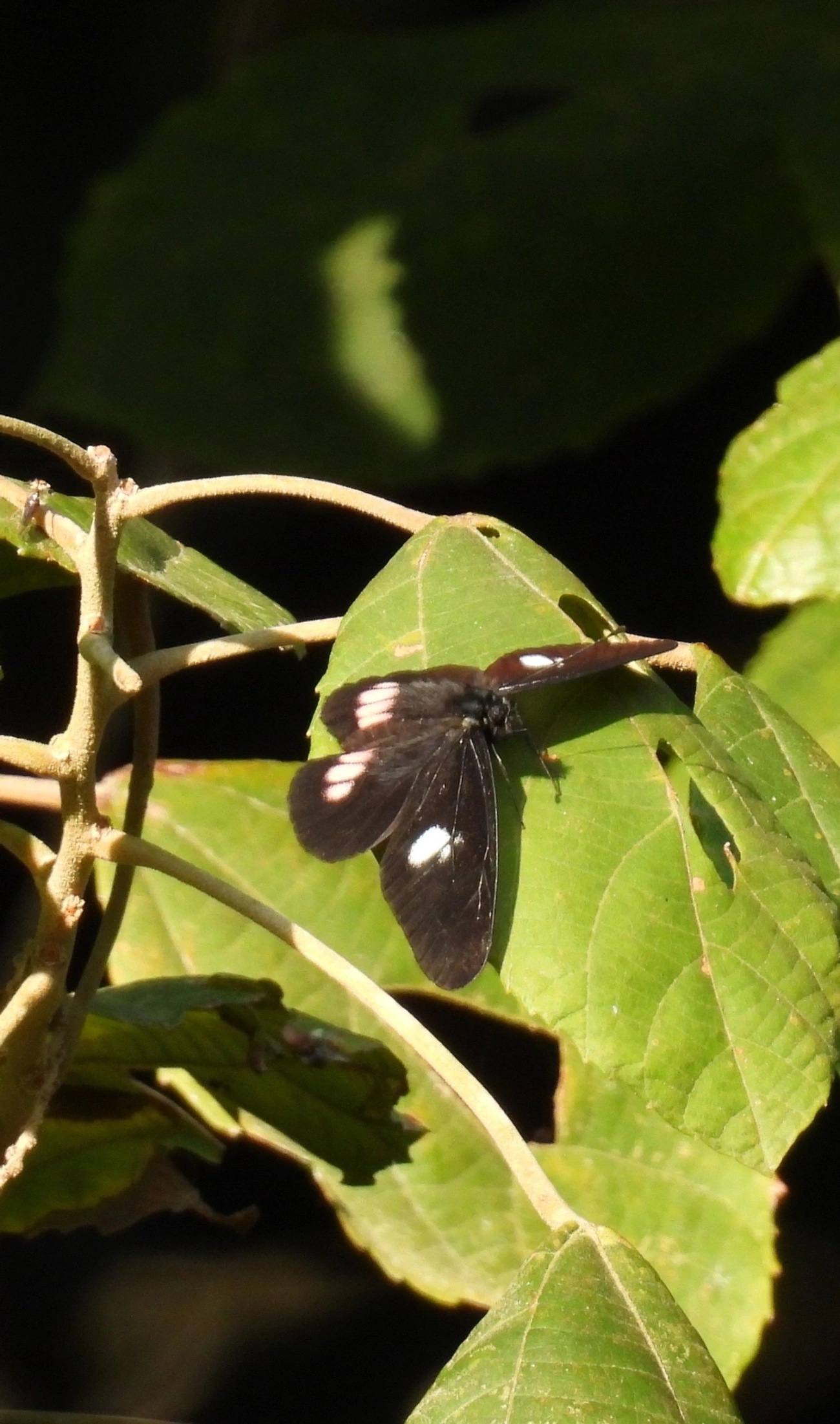 Branca-mimética (Archonias brassolis), insetos, fotografado em Maresias, São Sebastião