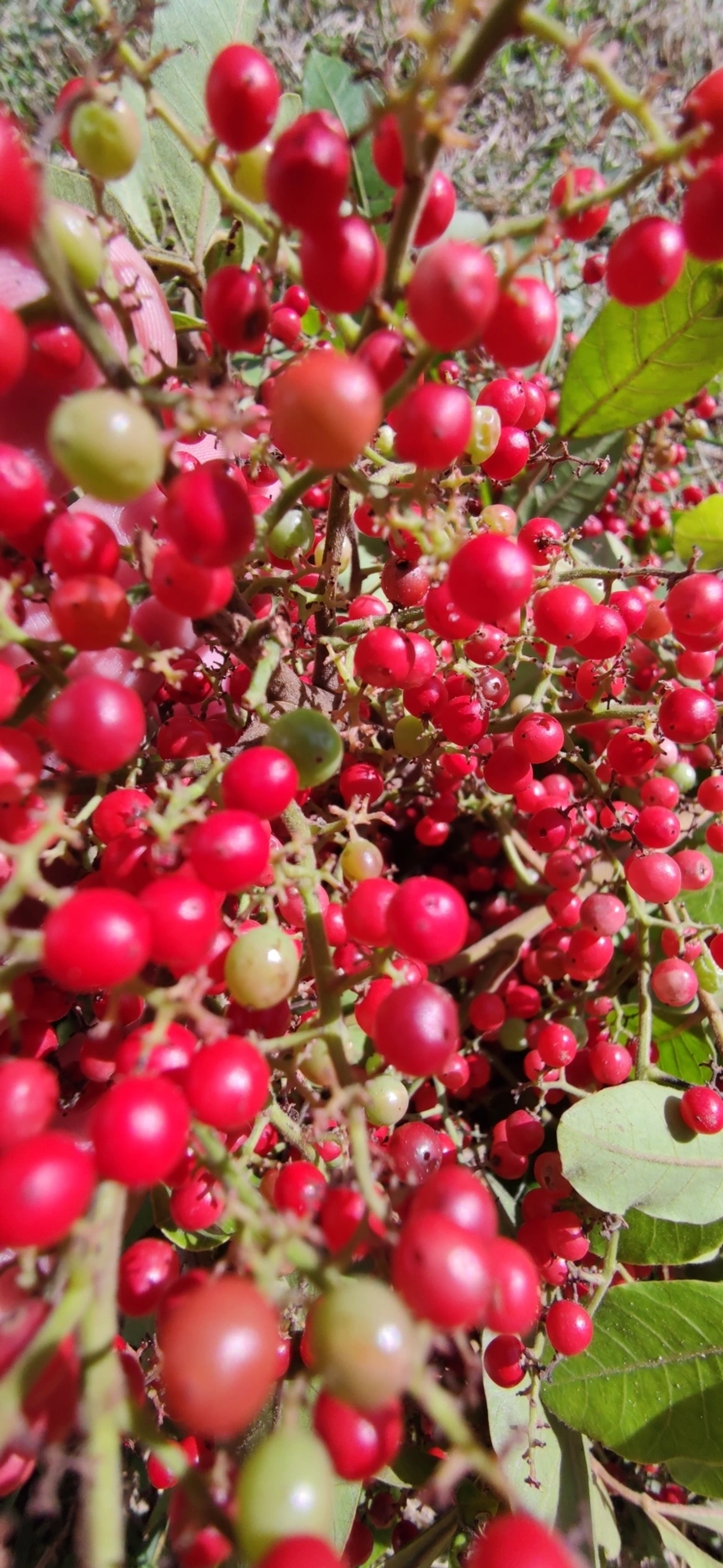 Aroeira-pimenteira (Schinus terebinthifolia), plantas, fotografado em Indaiá, Caraguatatuba