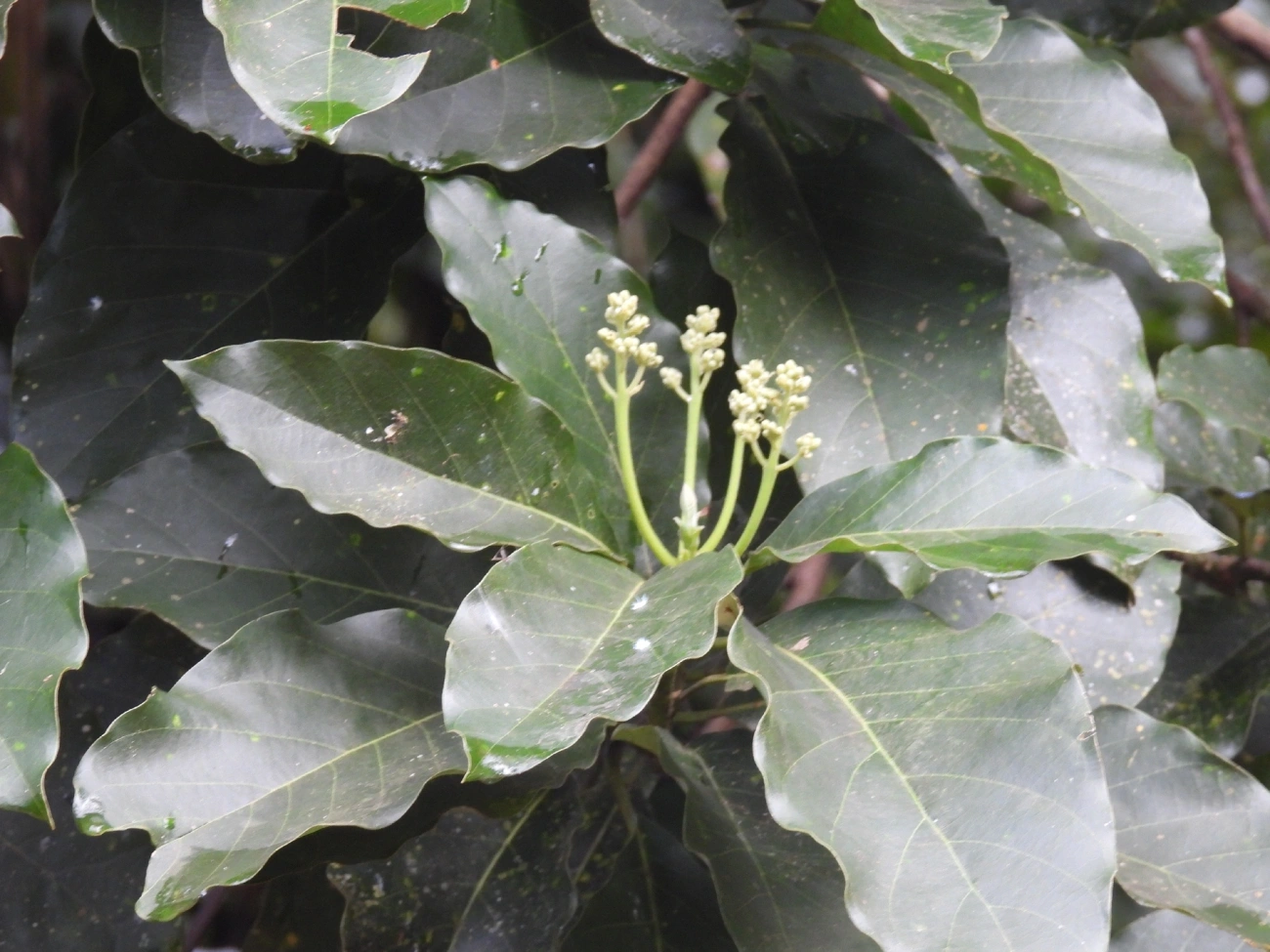Abacate (Persea americana), plantas, fotografado em Maresias, São Sebastião
