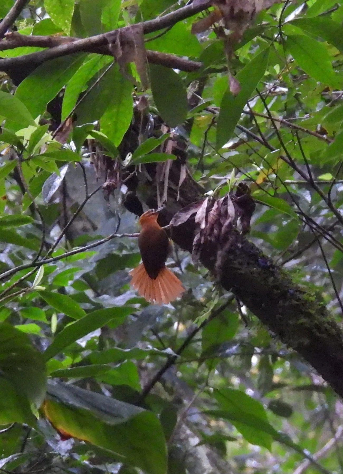 Limpa-folha-de-coroa-preta (Philydor atricapillus), aves, fotografado em Boiçucanga, São Sebastião