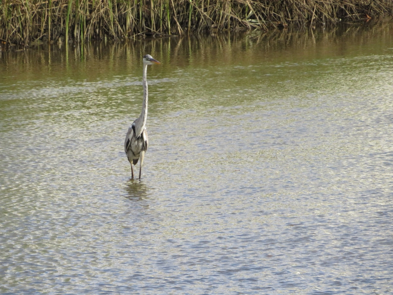 Garça-moura (Ardea cocoi), aves, fotografado em Indaiá, Caraguatatuba