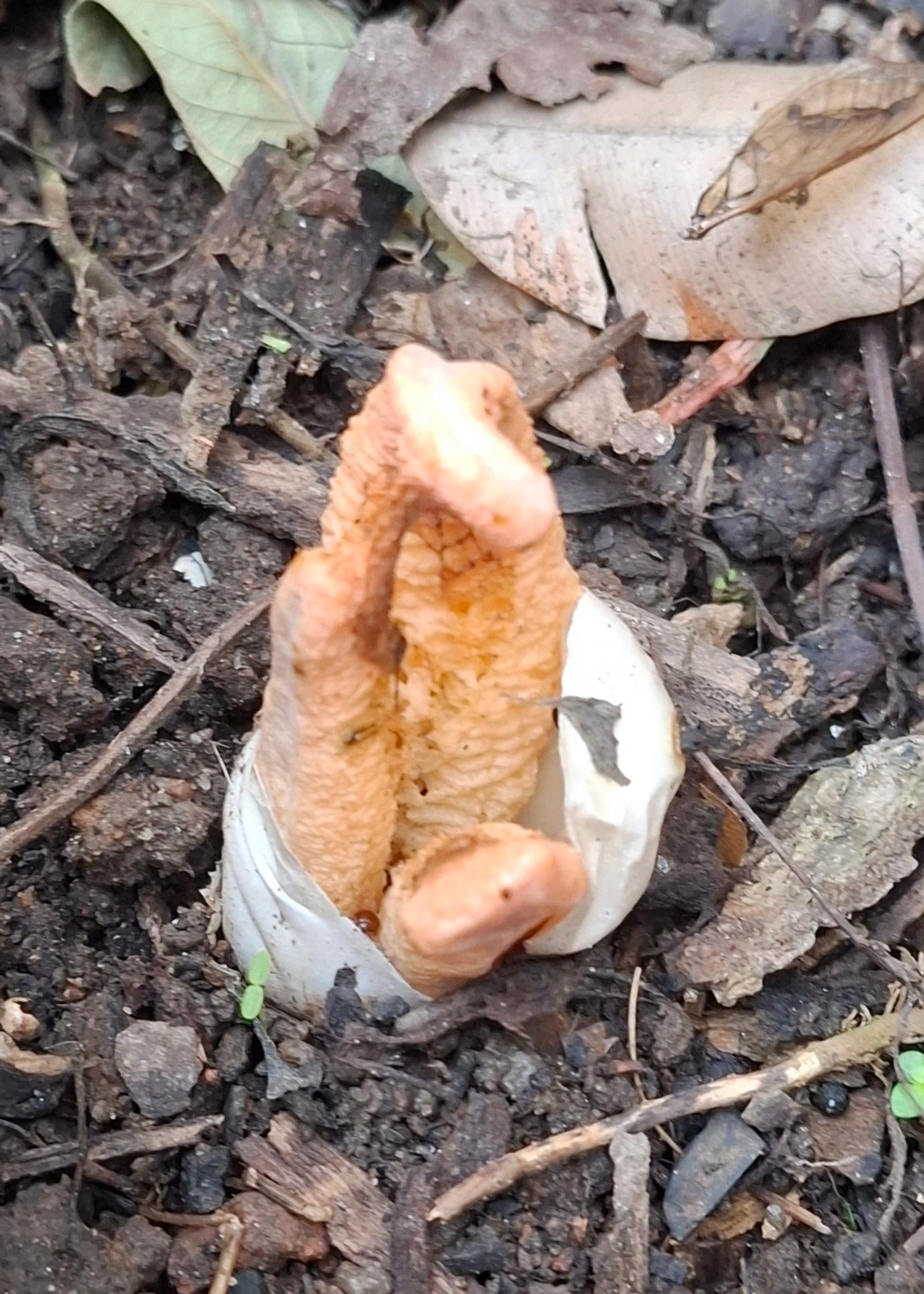Cogumelo-fedorento-colunar (Clathrus columnatus), fungos, fotografado em Maresias, São Sebastião