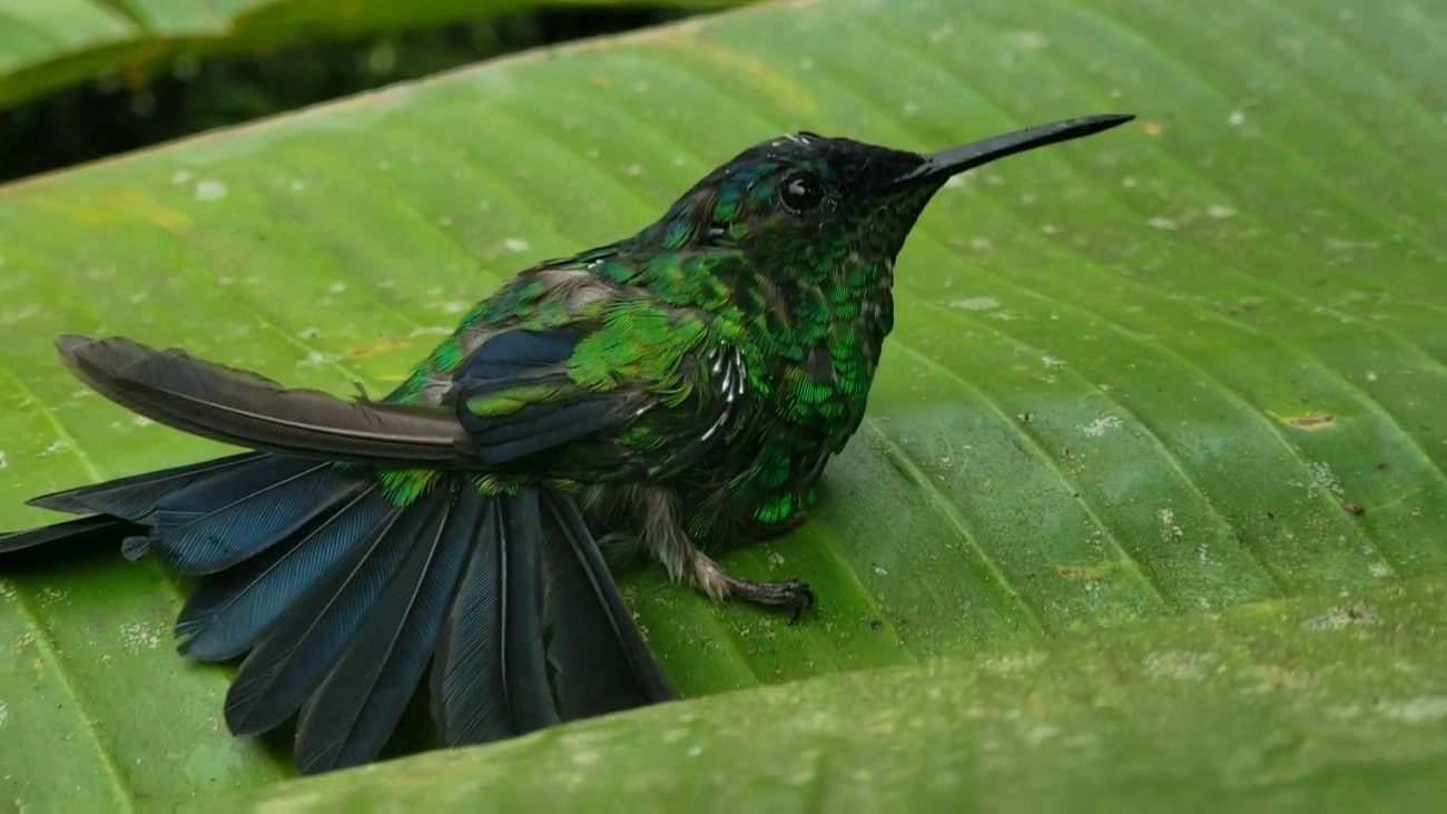 Beija-flor-de-fronte-violeta (Thalurania glaucopis), aves, fotografado em Visconde de Mauá