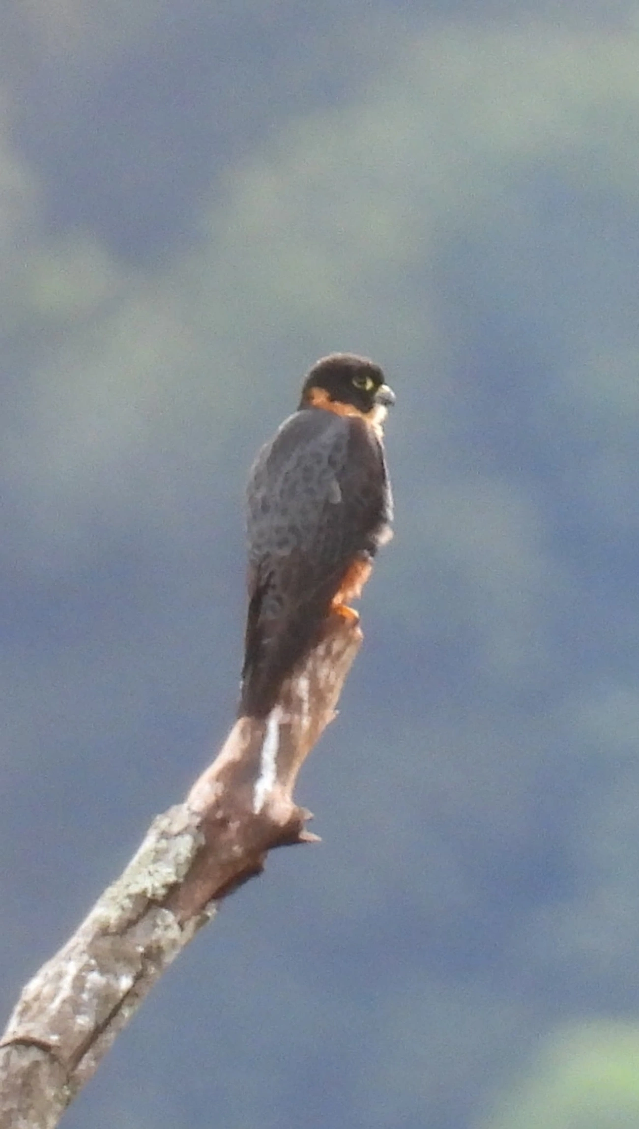 Cauré (Falco rufigularis), aves, fotografado em Maresias, São Sebastião