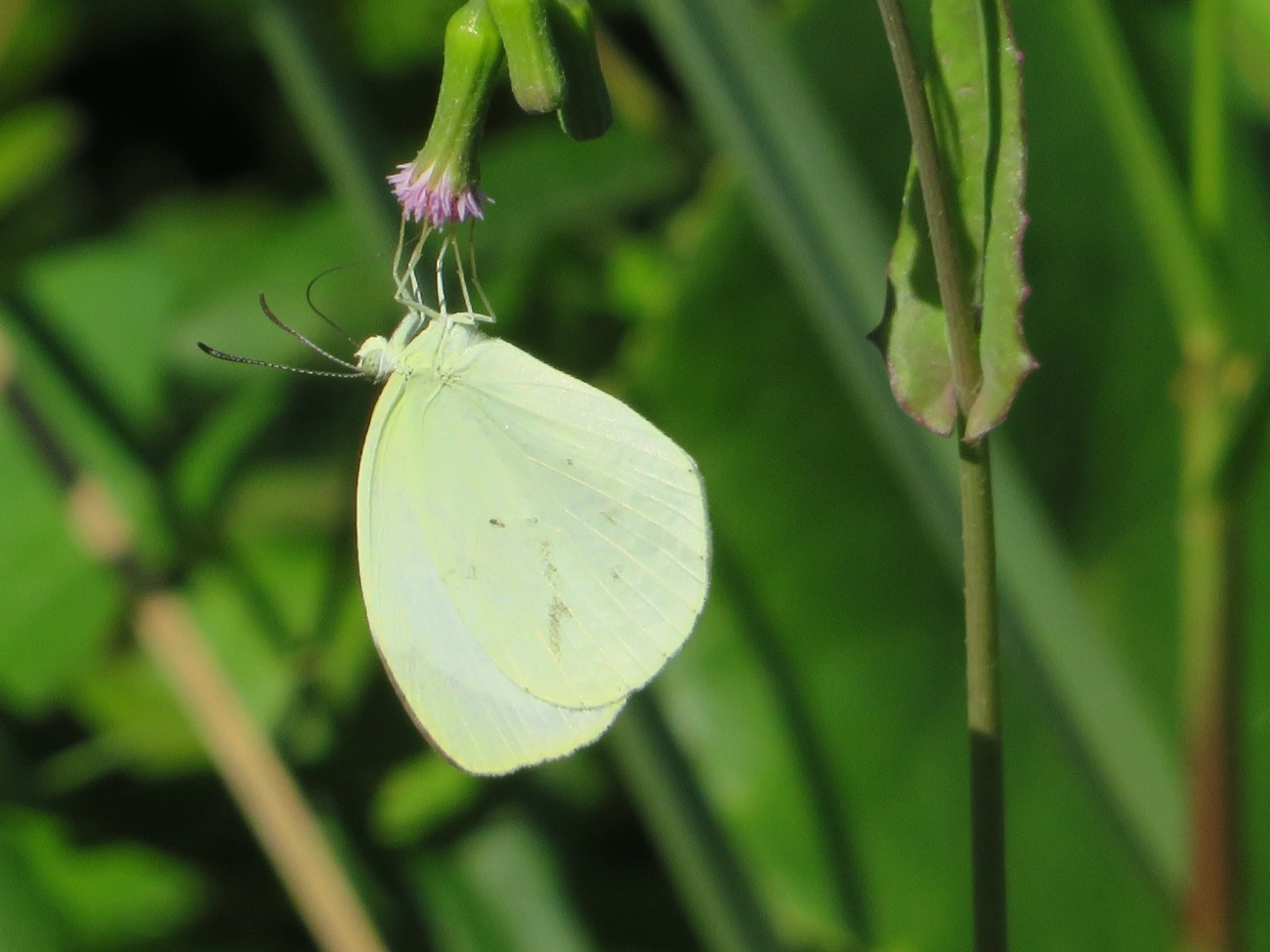 Coliadinae, insetos, fotografado em Maresias, São Sebastião