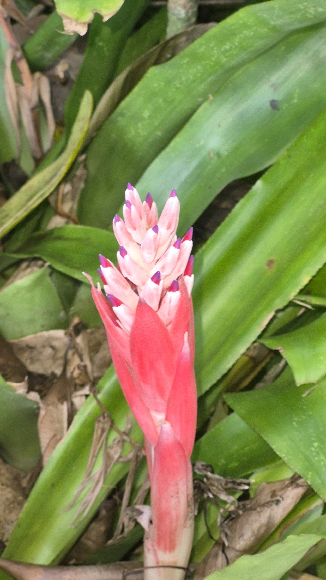 Bromélia-tocha (Billbergia pyramidalis), plantas, fotografado em Maresias, São Sebastião