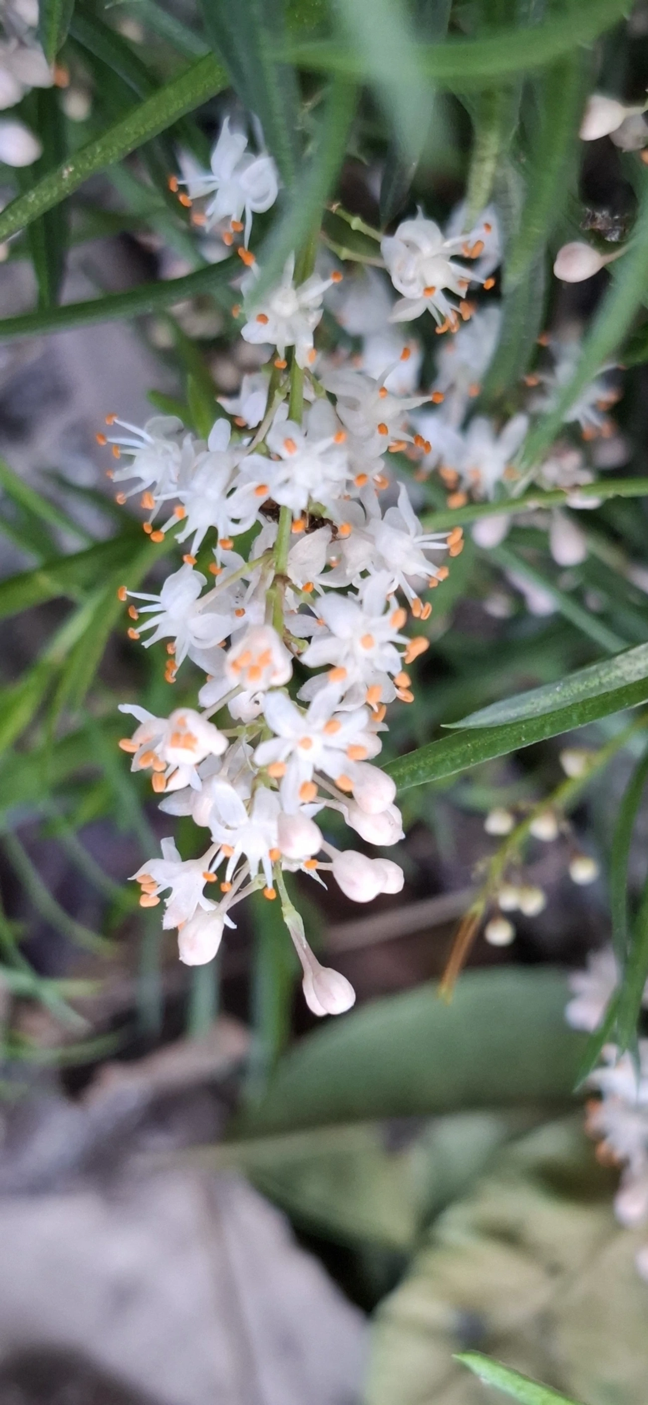 Aspargos (Asparagus), plantas, fotografado em Maresias, São Sebastião