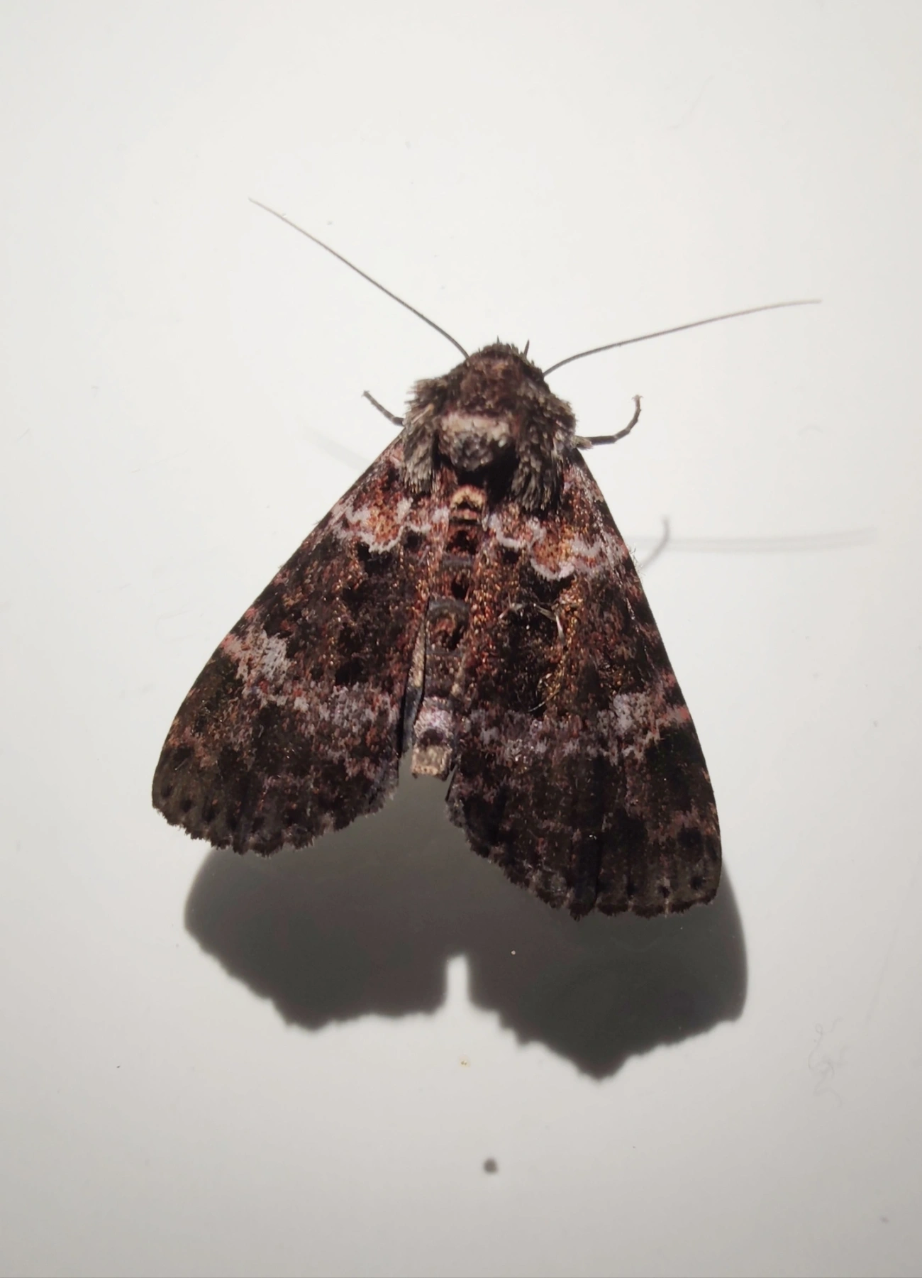 Cropia, insetos, fotografado em Maresias, São Sebastião