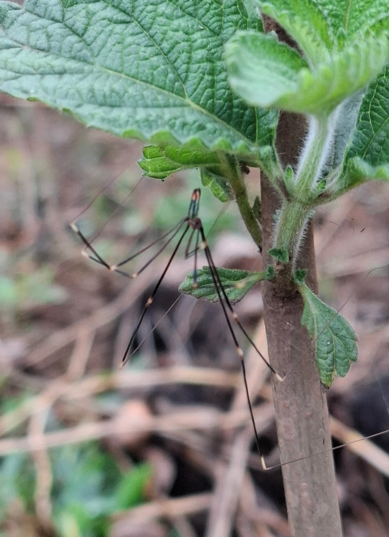 Aranha-perna-longa (Mesabolivar cyaneotaeniatus), aracnídeos, fotografado em Santa Isabel
