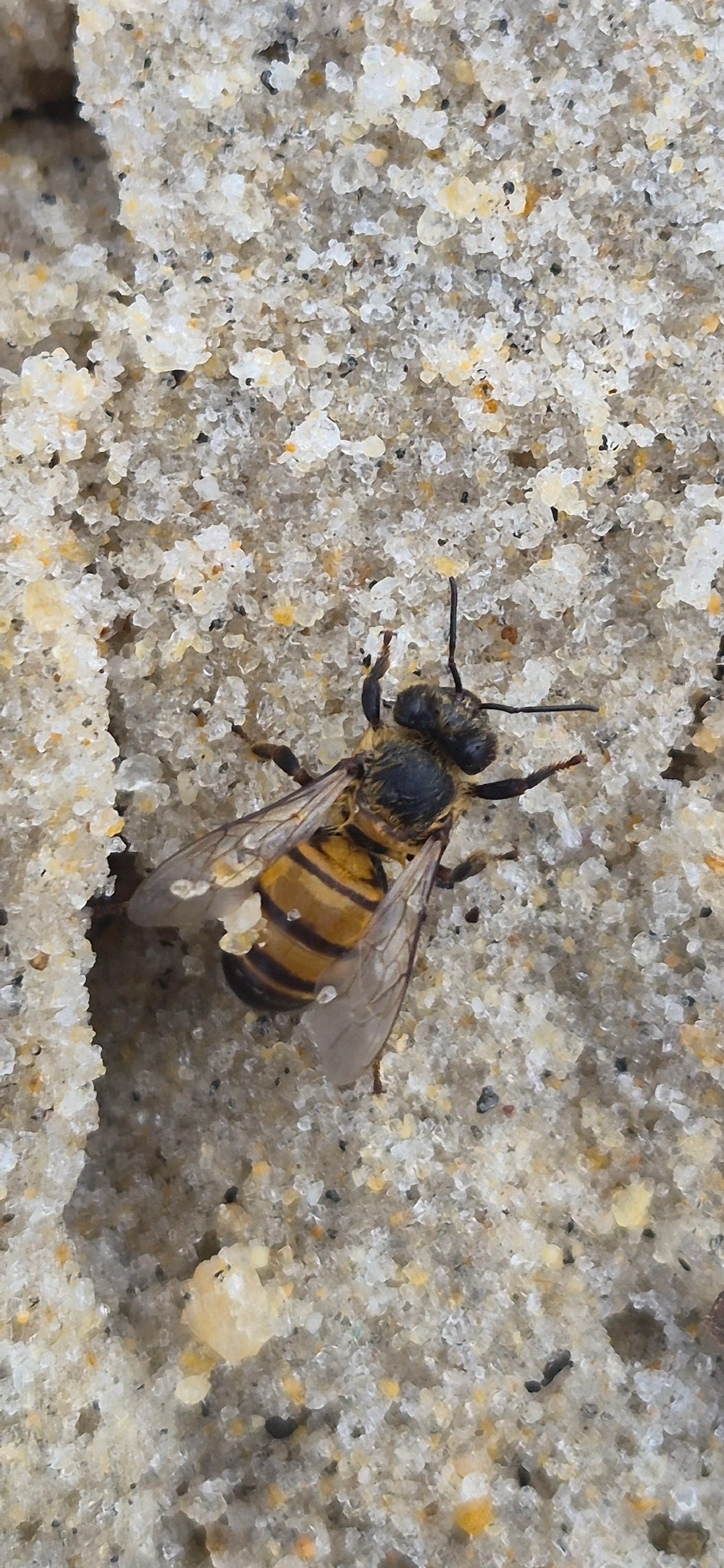 Abelha-europeia (Apis mellifera), insetos, fotografado em Maresias, São Sebastião