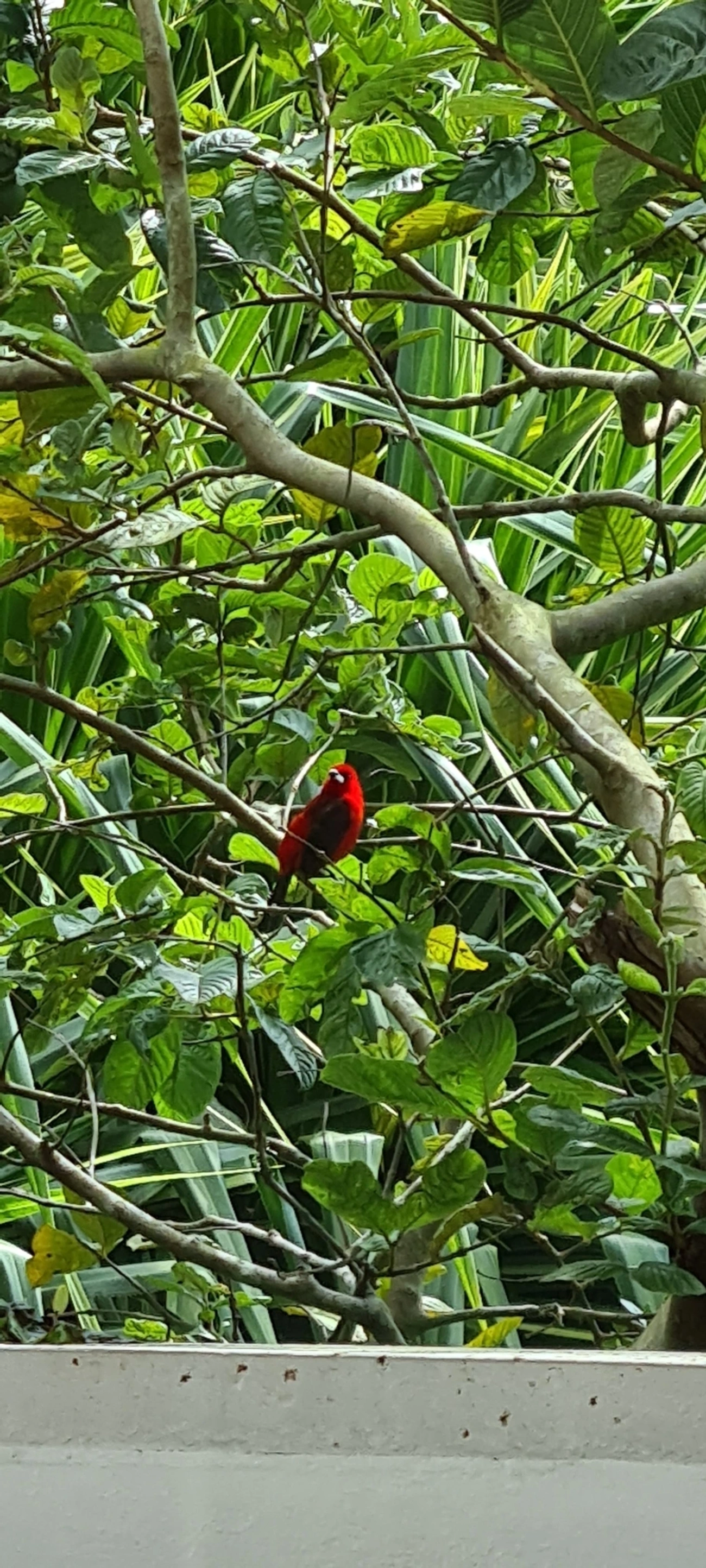Tiê-sangue (Ramphocelus bresilius), aves, fotografado em Maresias, São Sebastião