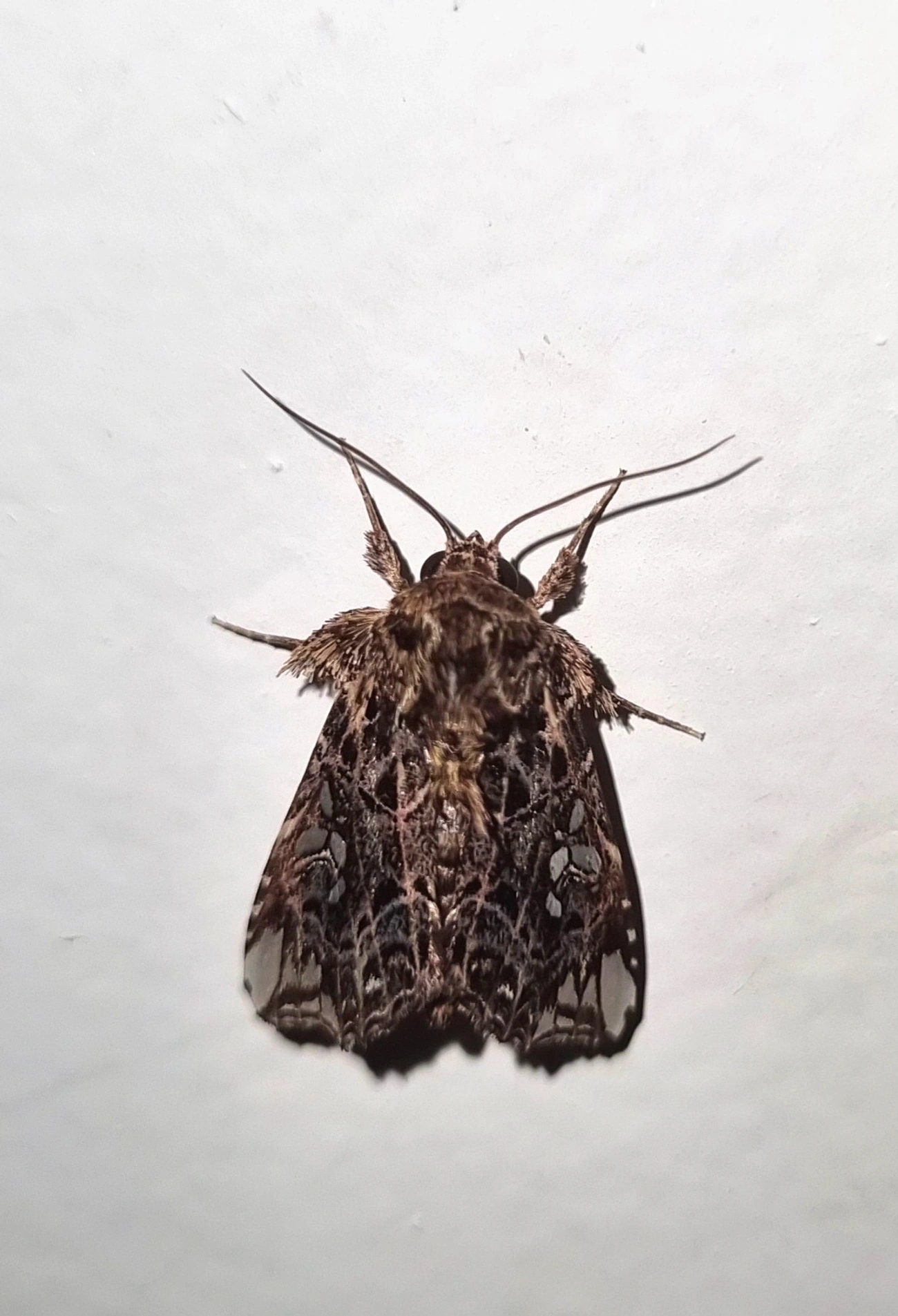Argyrosticta, insetos, fotografado em Maresias, São Sebastião