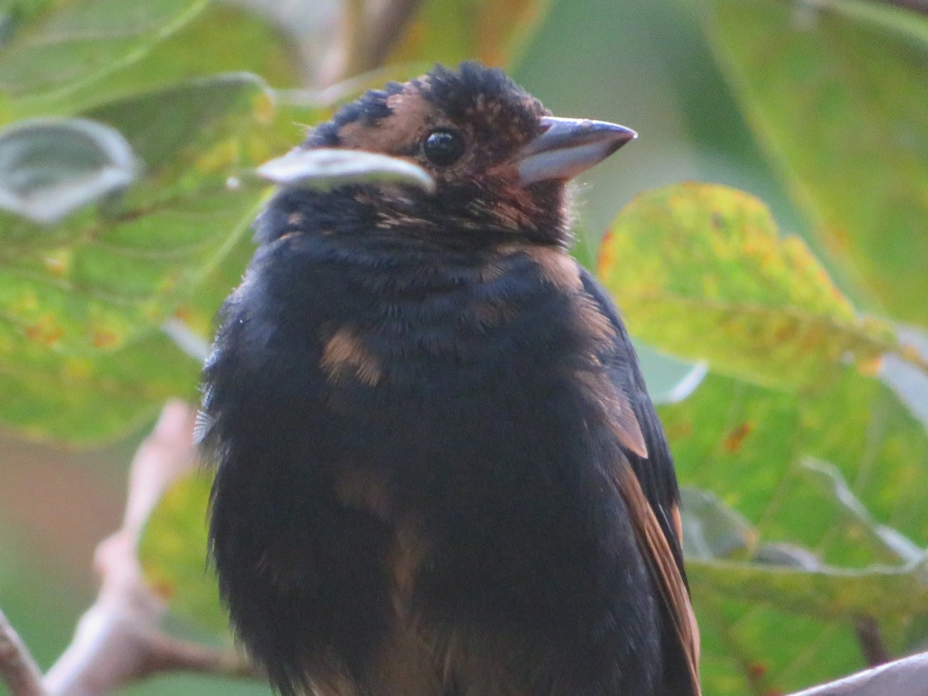 Tiê-preto (Tachyphonus coronatus), aves, fotografado em Maresias, São Sebastião