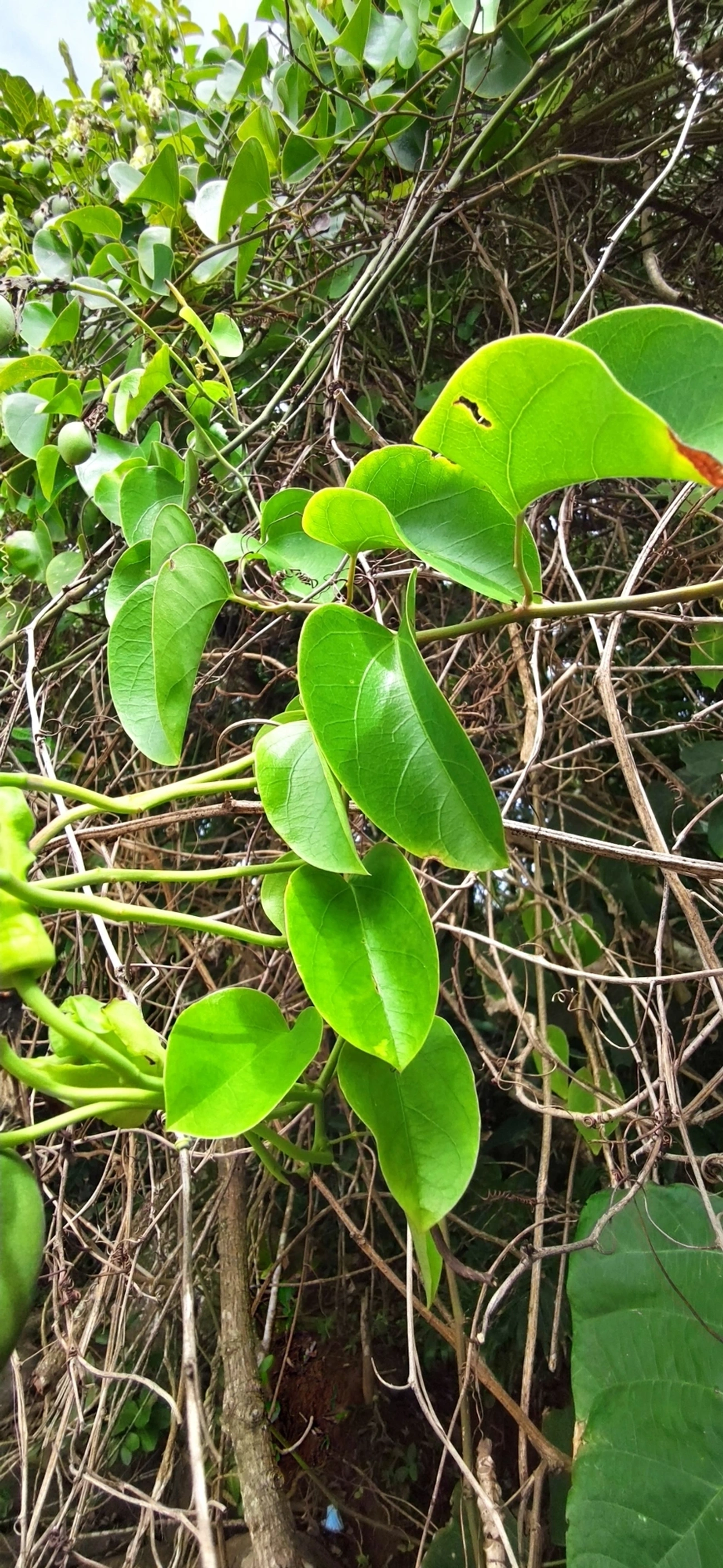 Maracujá-de-restinga (Passiflora mucronata), plantas, fotografado em Maresias, São Sebastião