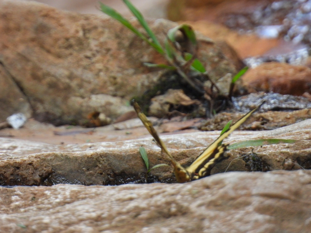 Rabo-de-andorinha-de-faixa-larga (Heraclides astyalus), insetos, fotografado em Cabreúva