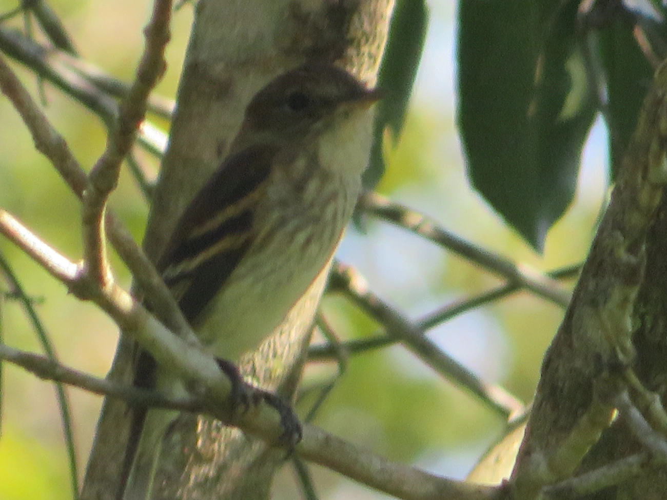 Filipe (Myiophobus fasciatus), aves, fotografado em Maresias, São Sebastião