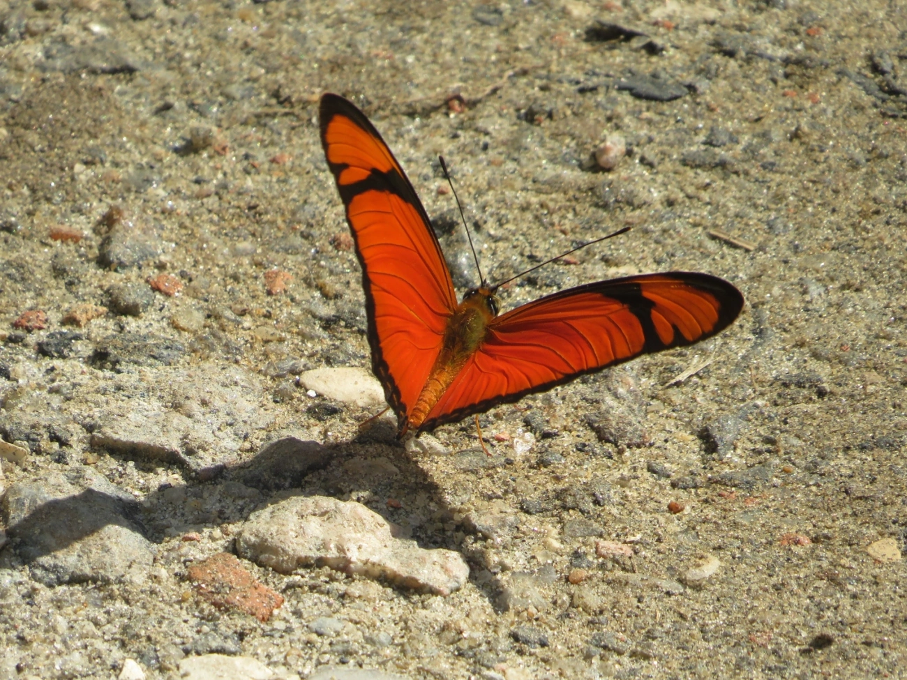 Borboleta-flambeau (Dryas iulia), insetos, fotografado em Maresias, São Sebastião