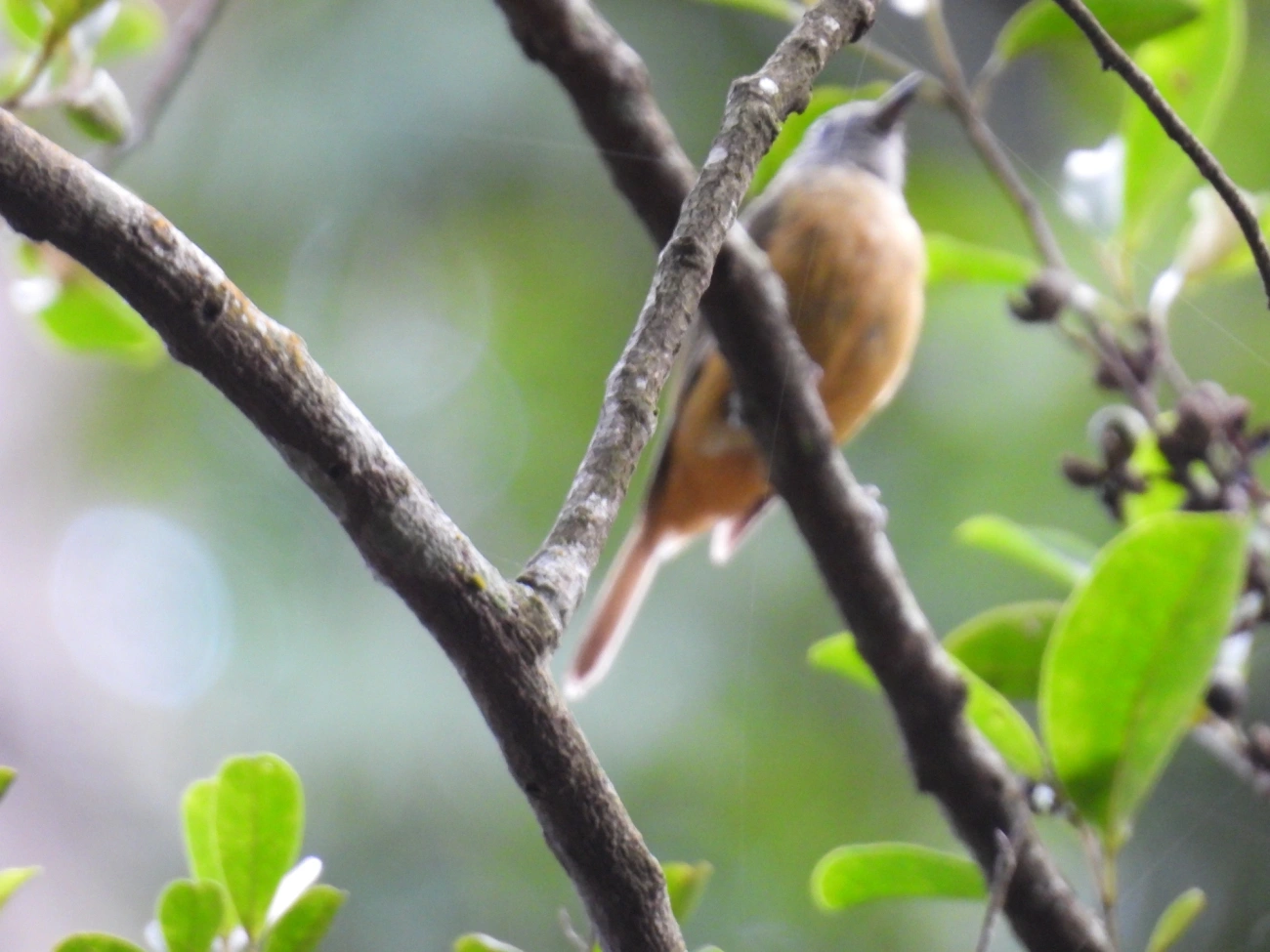 Abre-asa-de-cabeça-cinza (Mionectes rufiventris), aves, fotografado em Cabreúva