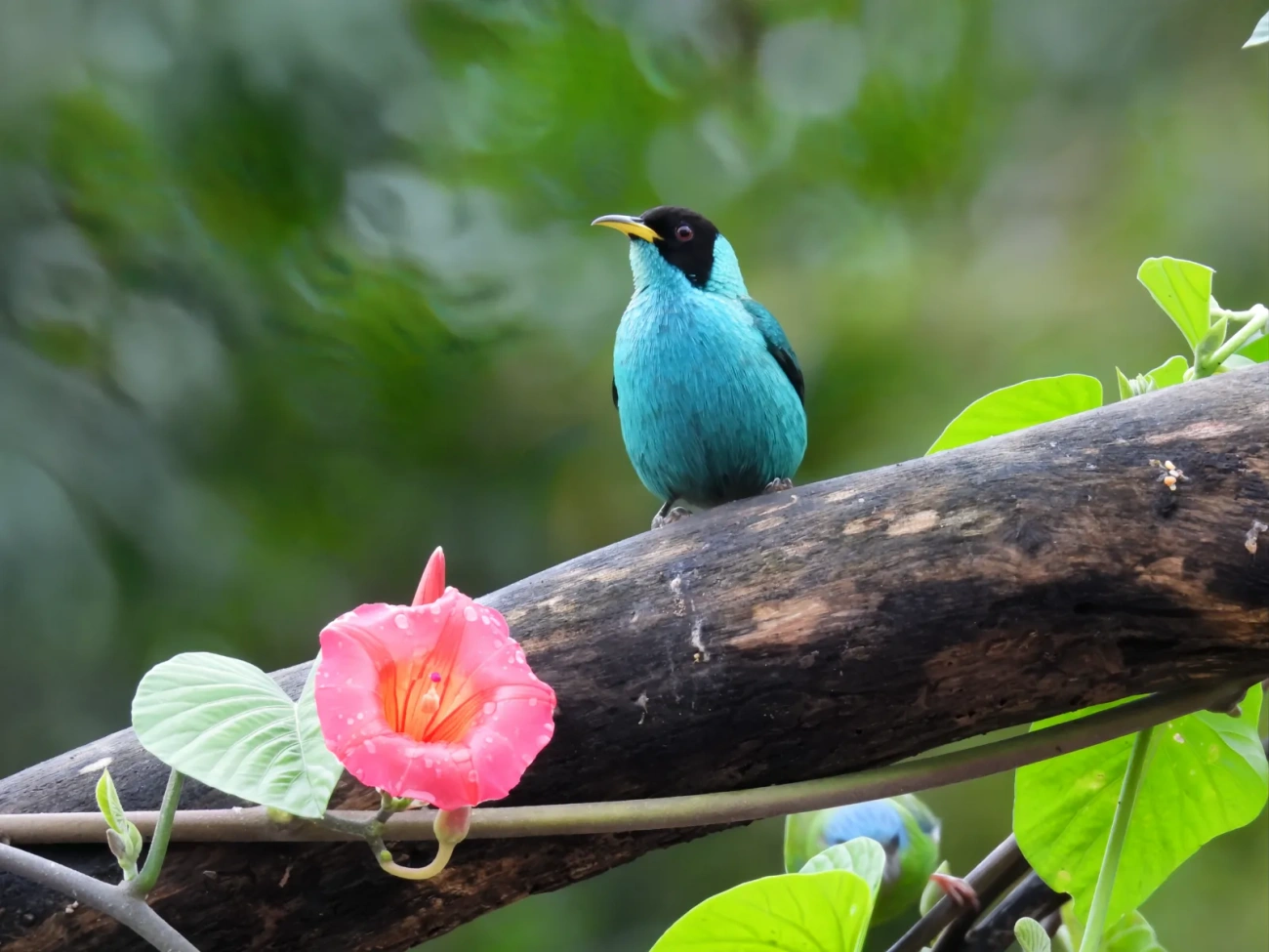 Saí-verde (Chlorophanes spiza), aves, fotografado em Maresias, São Sebastião
