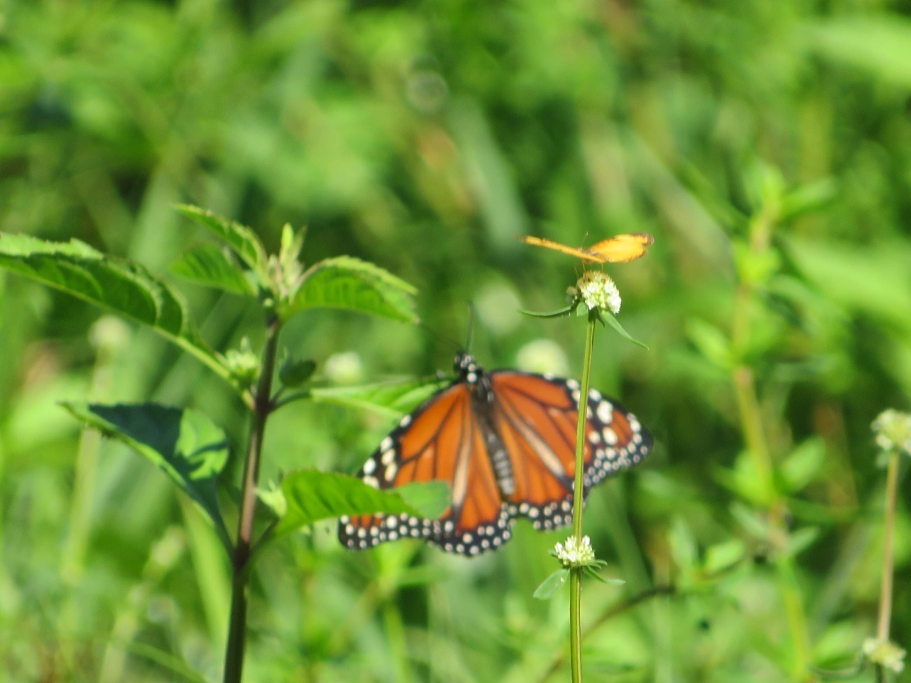 Monarca (Danaus erippus), insetos, fotografado em Maresias, São Sebastião
